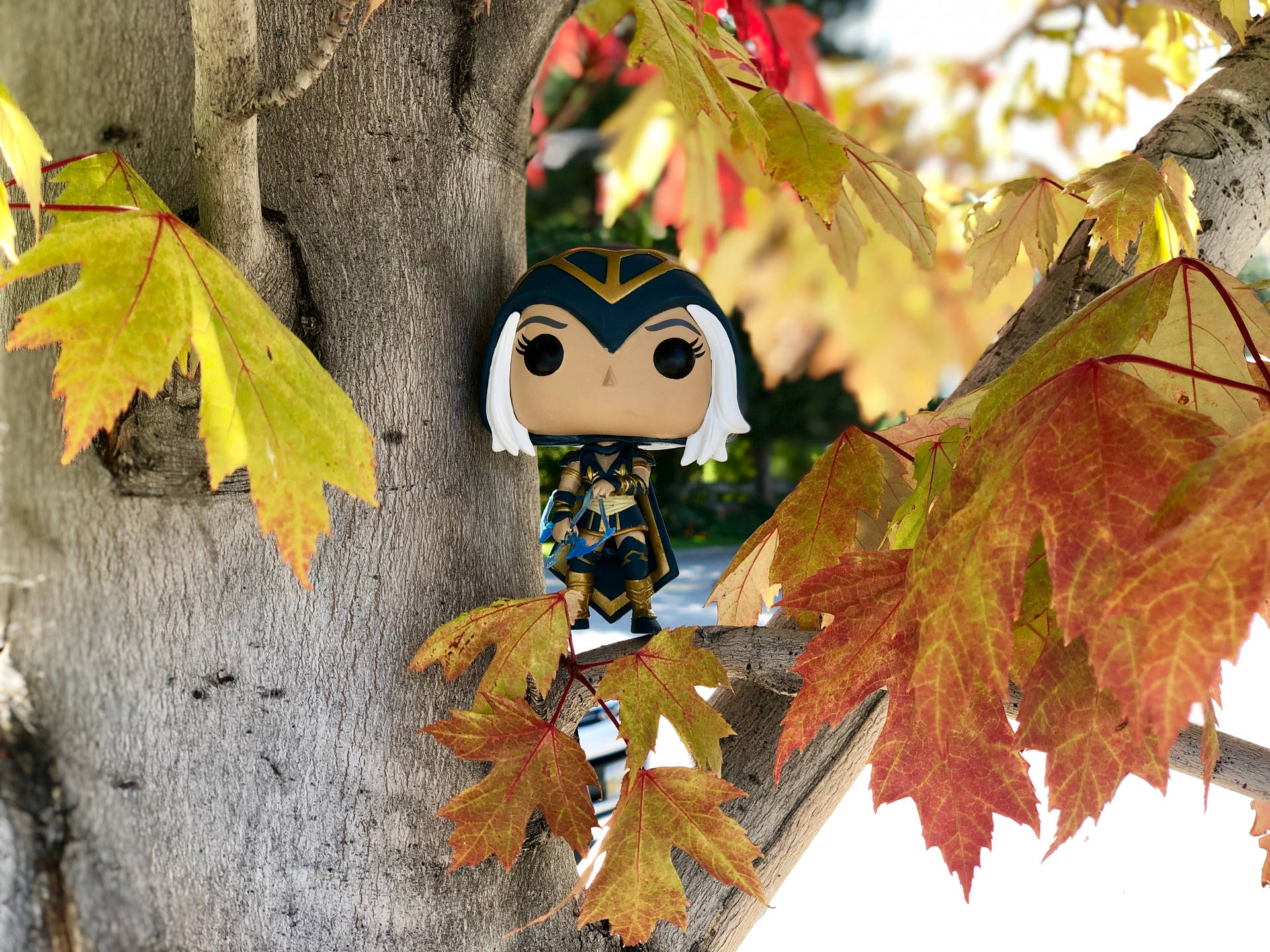 Funko Pop戰士人偶藏在樹枝上的秋季楓葉中。