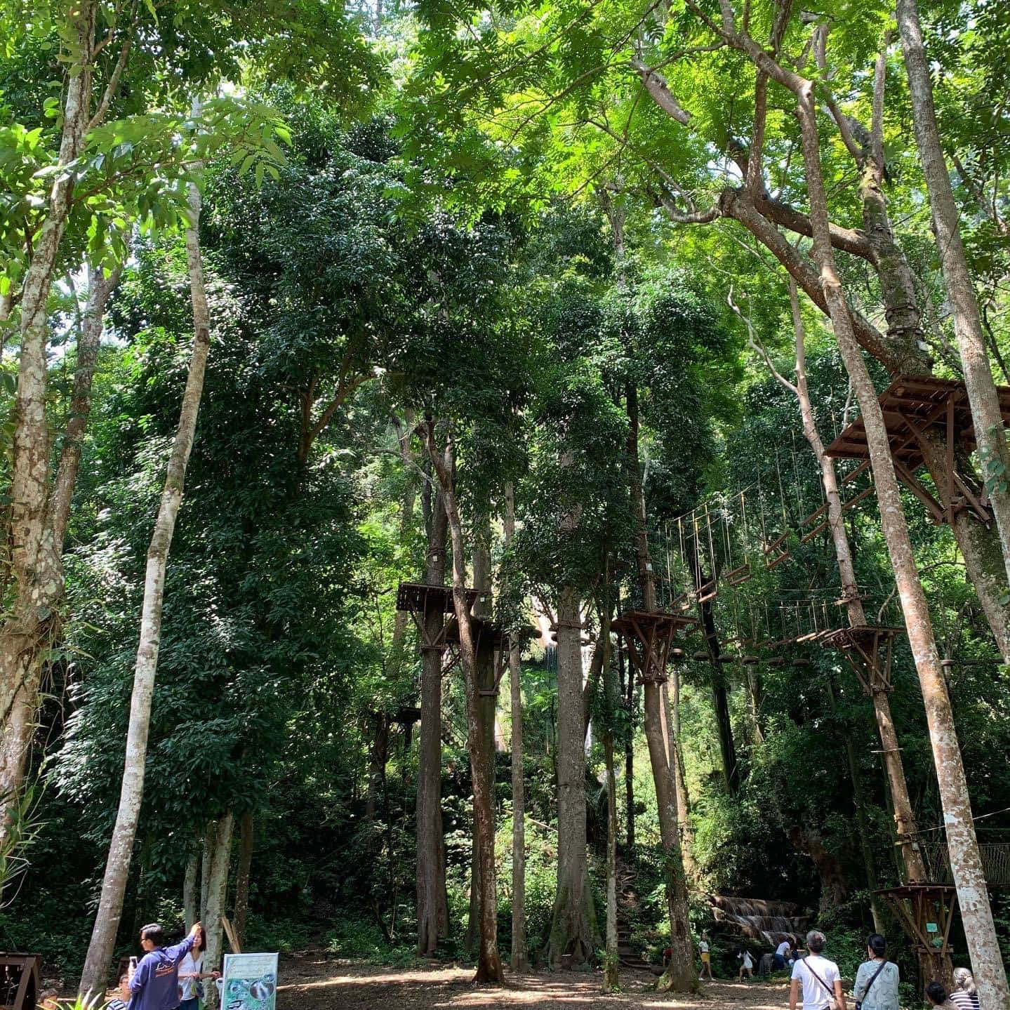 Green Jungle 桌布 壁紙 — 茂密叢林樹冠中高聳的樹木，由木製平台和繩橋連接，訪客在下方探索。