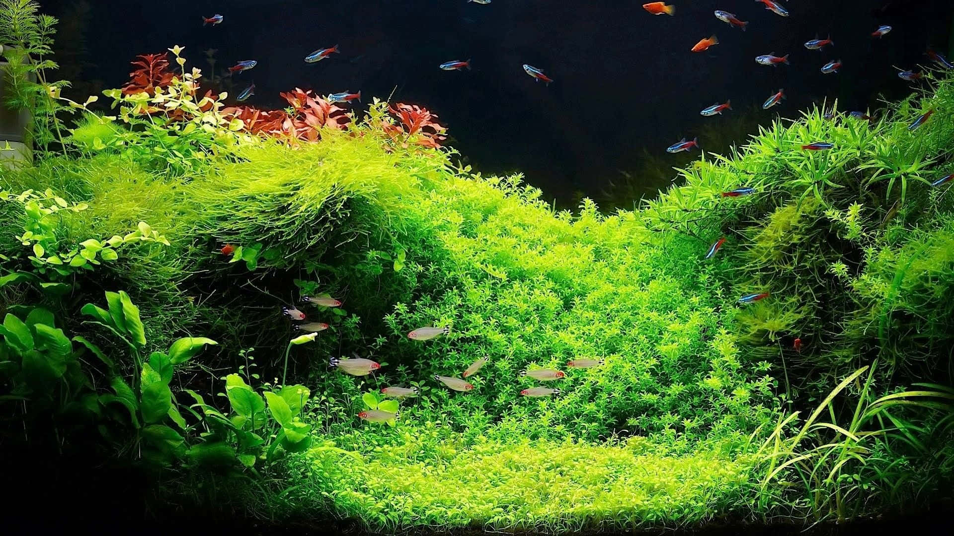 茂密海草水族箱背景 壁紙 — 充滿活力的綠色水生植物在種植水族箱中形成茂盛的景觀，色彩繽紛的魚兒在其中游動。