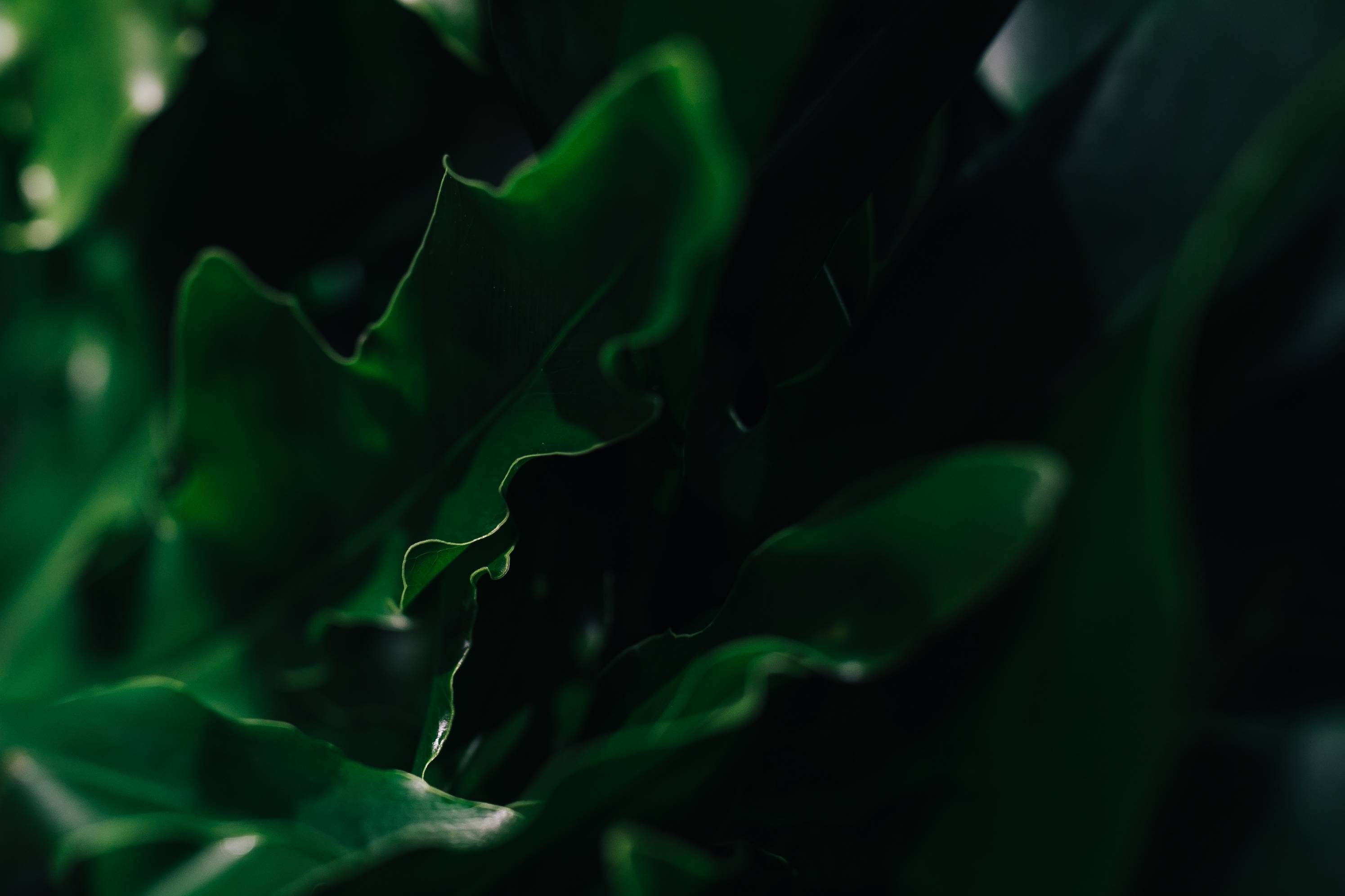 Plant Aesthetic 桌布 壁紙 — 茂密深綠色葉子的特寫，柔和的光線突出其波浪狀邊緣，背景陰暗。