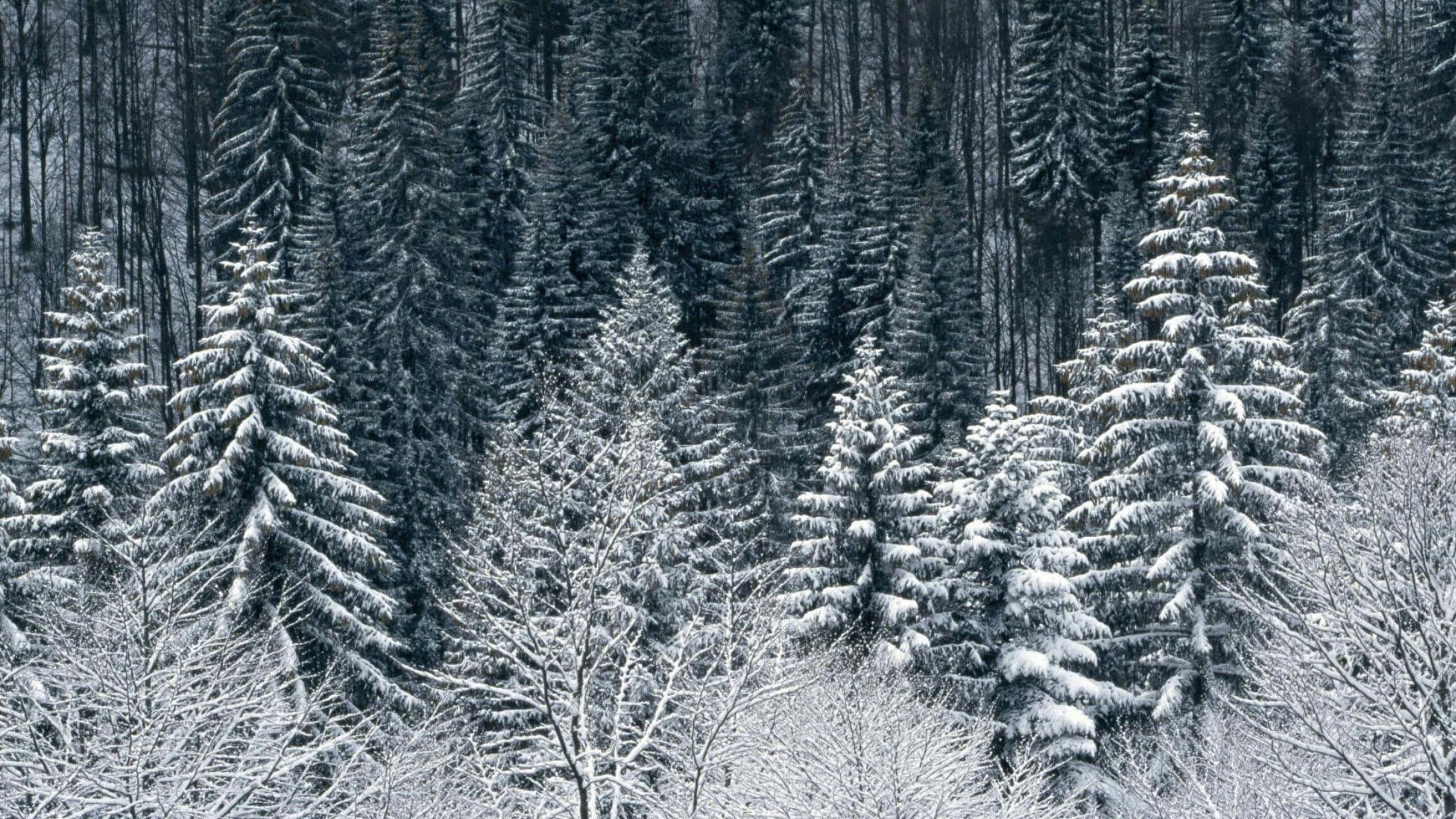 Beautiful Winter 桌布 壁紙 — 茂密的冬季森林，雪壓常青樹和光禿的樹枝，在柔和的灰色天空下。