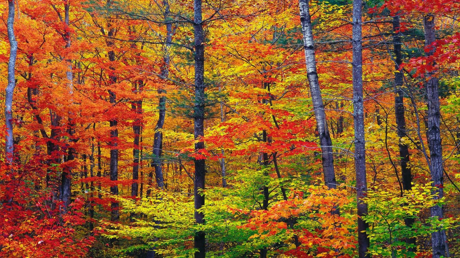 Autumn Colors 桌布 壁紙 — 茂密的森林在明亮的日光下，細長的樹木上燃燒著火紅、橙色和金黃色的葉子。