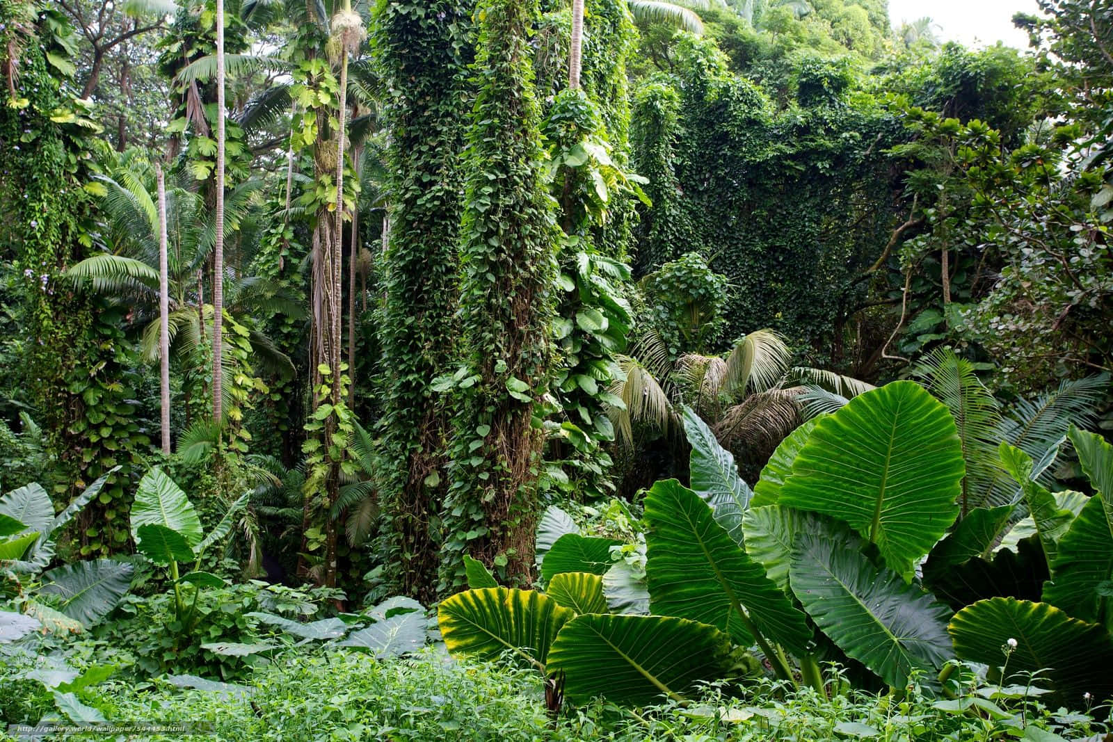 Botanical 桌布 壁紙 — 茂密的熱帶叢林，高聳的樹木覆蓋著厚厚的綠色藤蔓和寬大的葉子，在柔和的白日光線下。