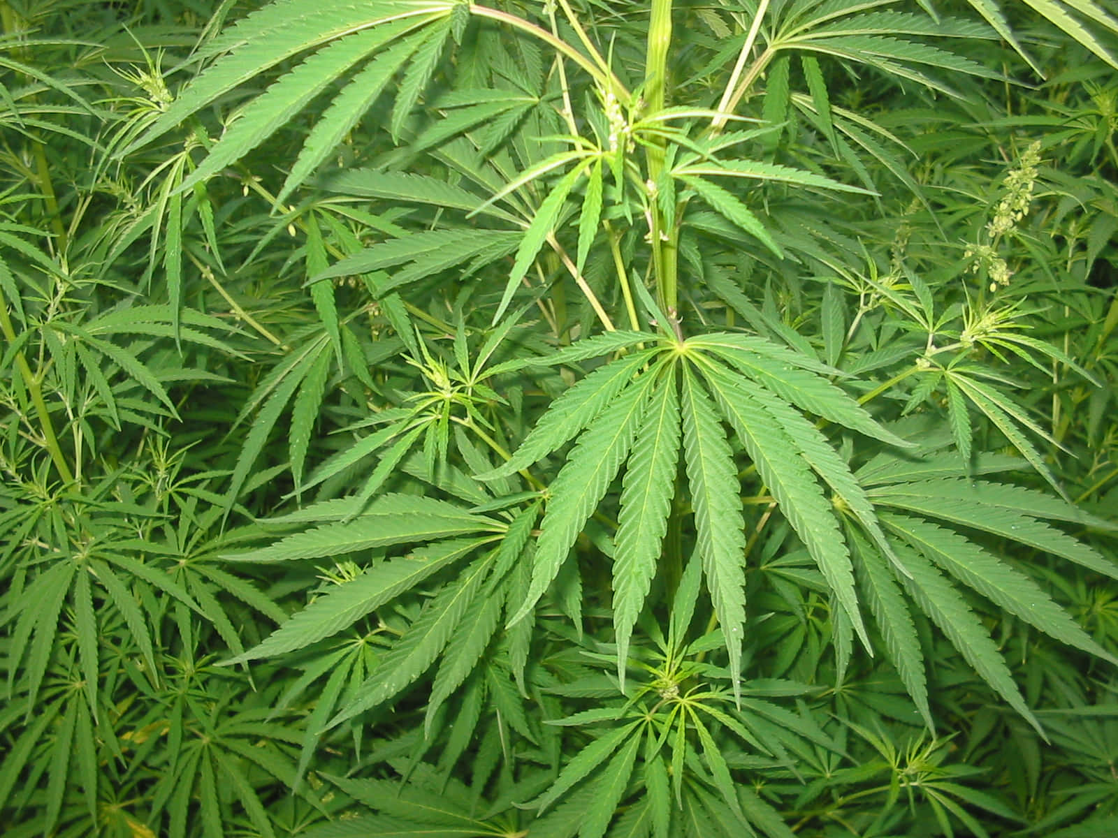大麻 桌布 壁紙 — 茂密的綠色大麻植物，帶有鋸齒狀葉片和萌芽的莖，充滿了整個畫面，呈現密集的自然生長。