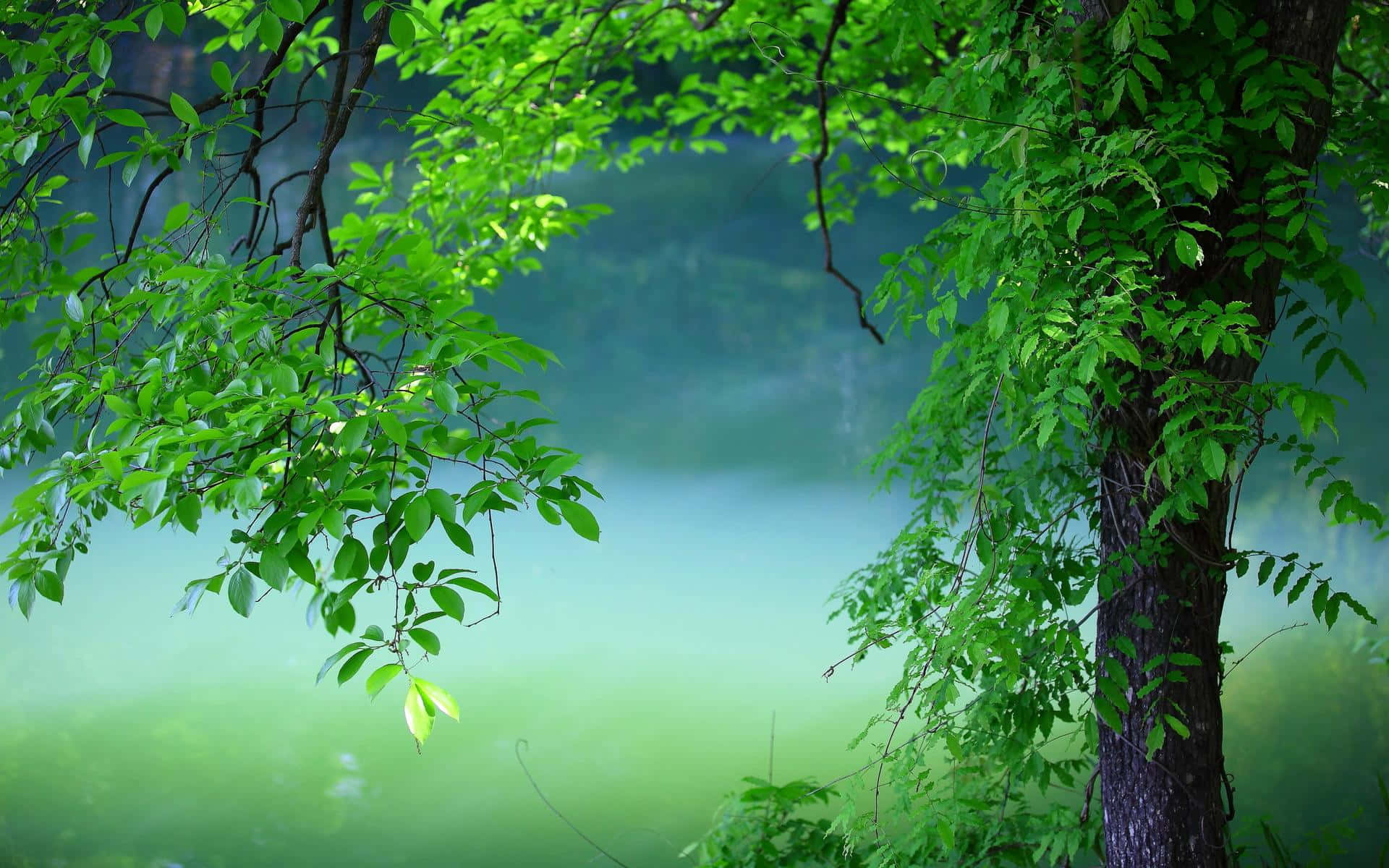 綠樹 桌布 壁紙 — 茂密的綠色樹枝框住一個霧氣瀰漫的森林湖泊，在柔和晨光中閃耀。