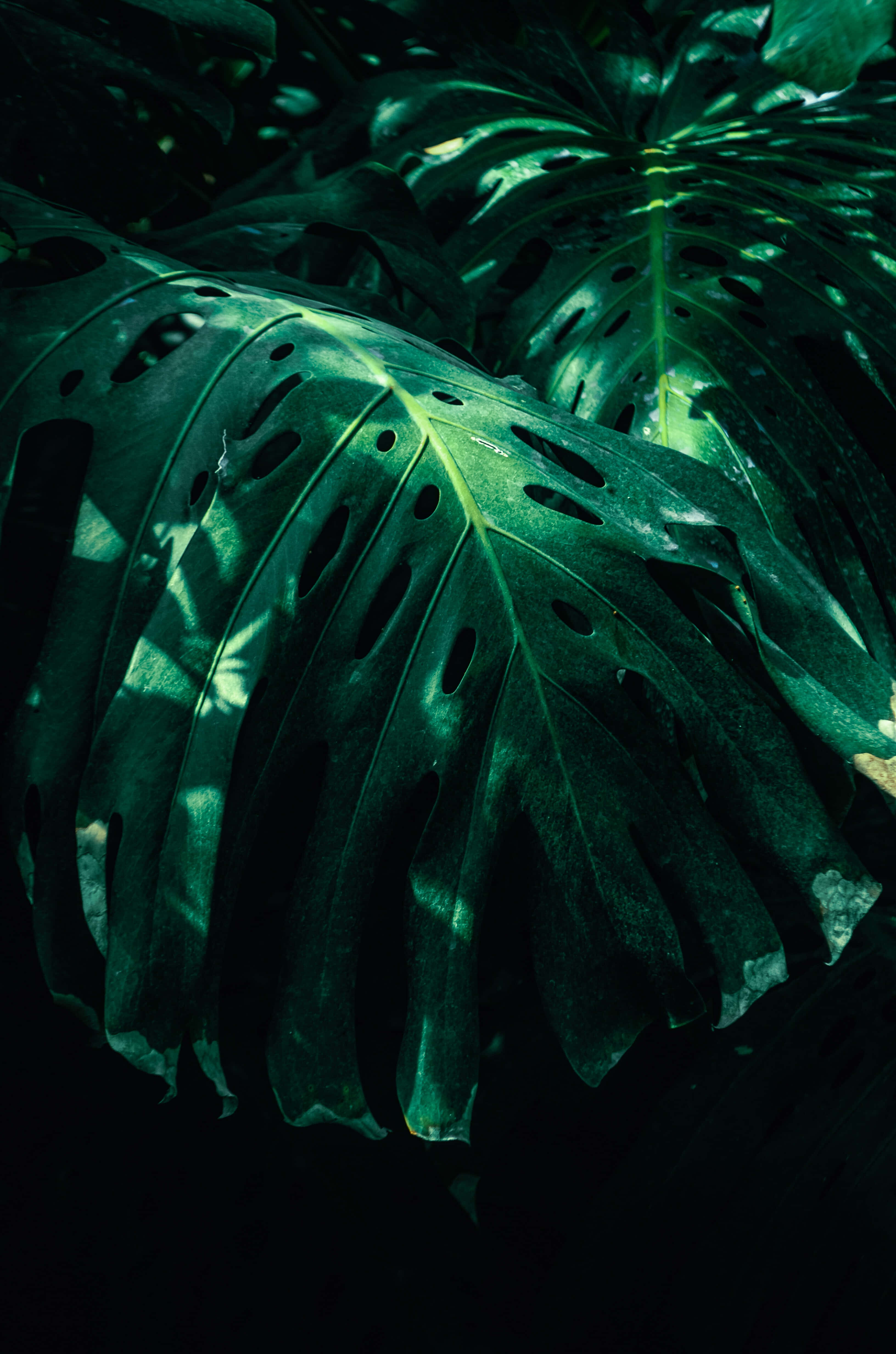 Black And Green 桌布 壁紙 — 茂密的龜背竹葉在黑暗背景下散發出深翠綠色的光澤，被穿過茂密叢林樹冠的柔和斑駁光線照亮。