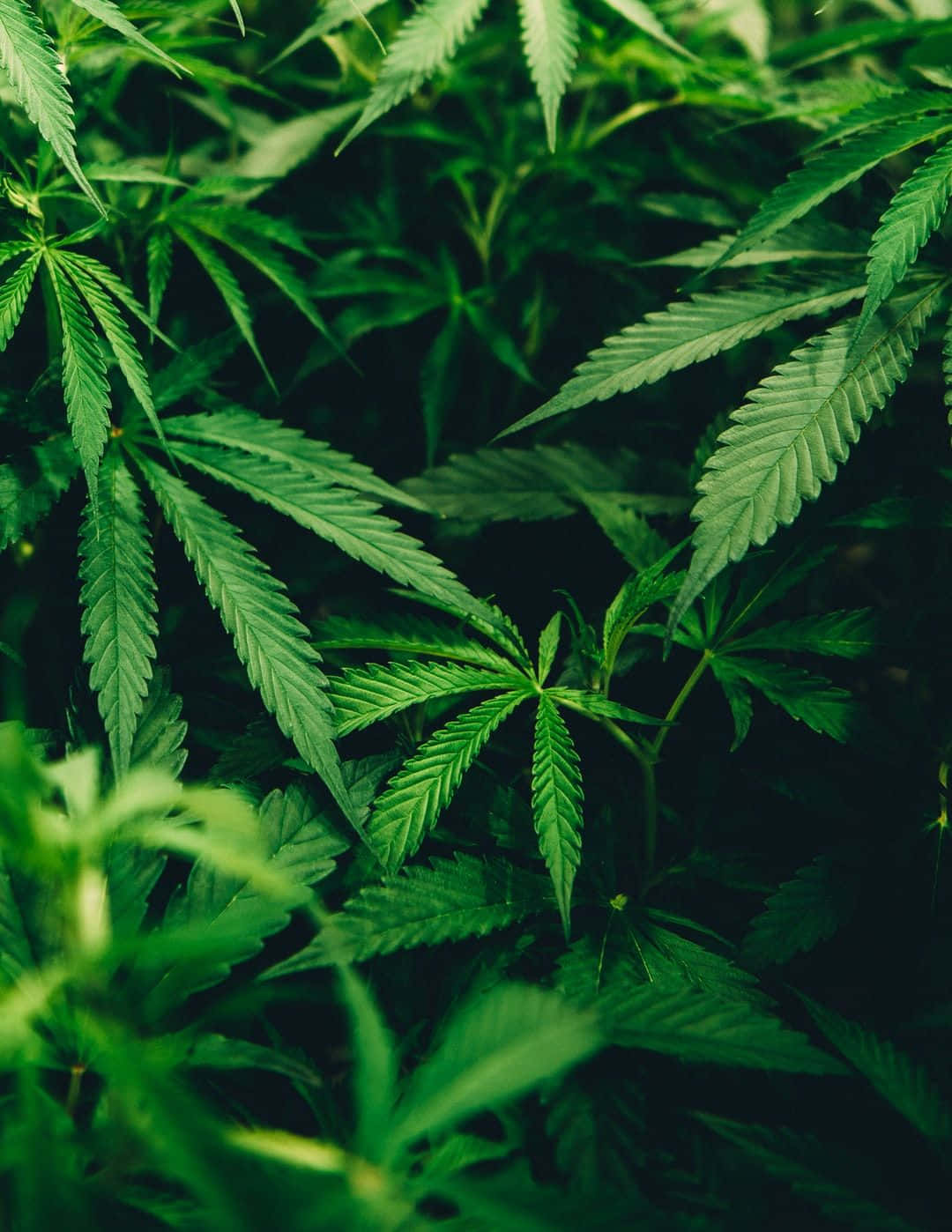 Weed Leaf 桌布 壁紙 — 茂密綠色大麻葉的特寫，邊緣呈鋸齒狀，陰影深邃，營造出自然的紋理背景。