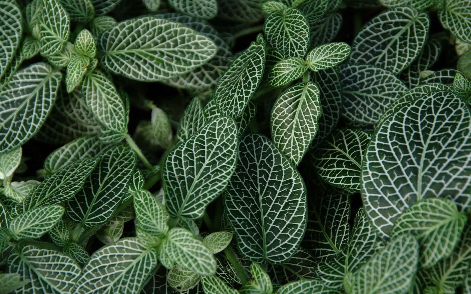 深綠色美學動態圖 桌布 壁紙 — 茂密綠色葉片的特寫，帶有複雜的白色葉脈，形成密集的自然圖案。