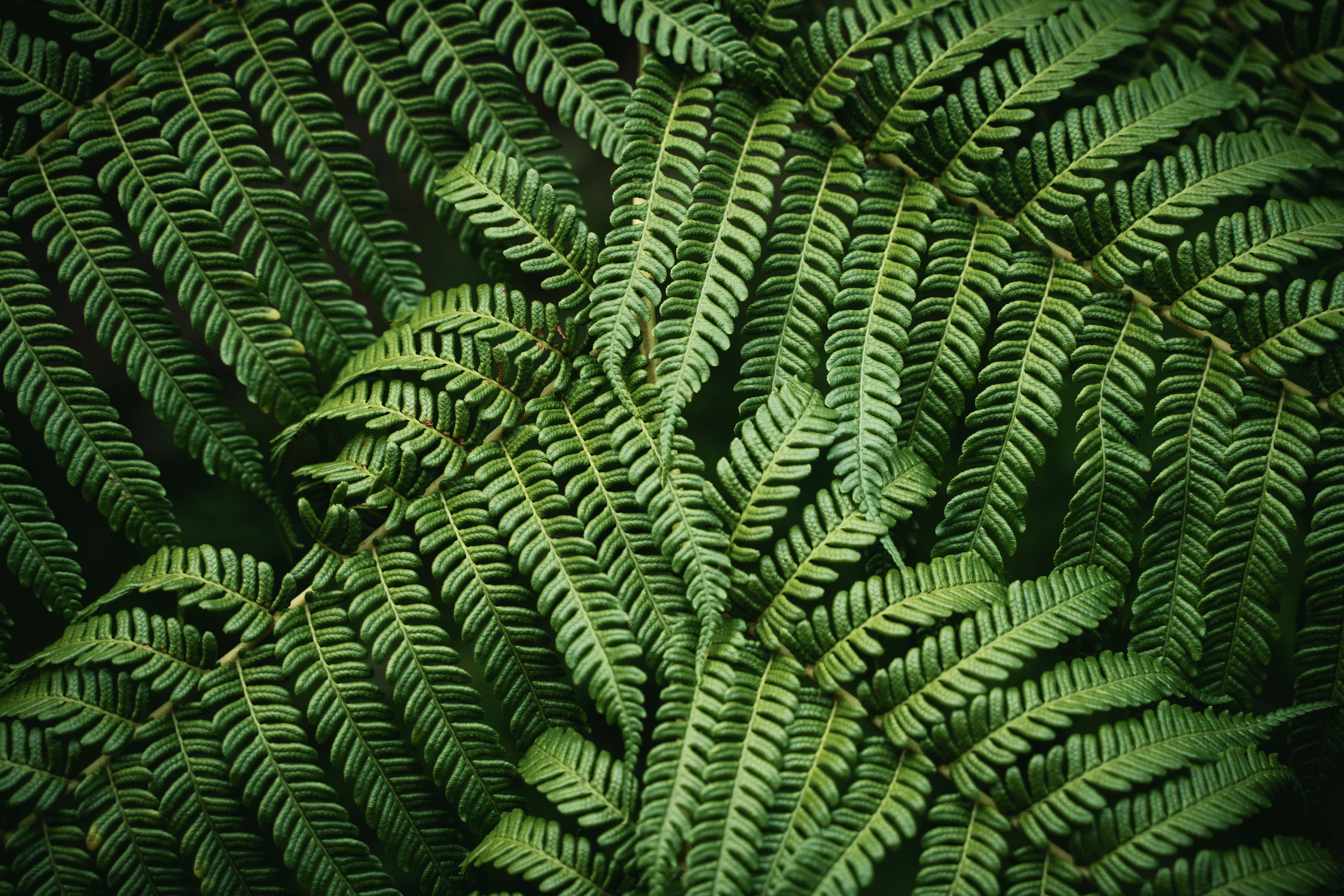 Green Fern 桌布 壁紙 — 茂密綠色蕨類葉片的特寫，帶有複雜的葉片圖案和柔和陰影。
