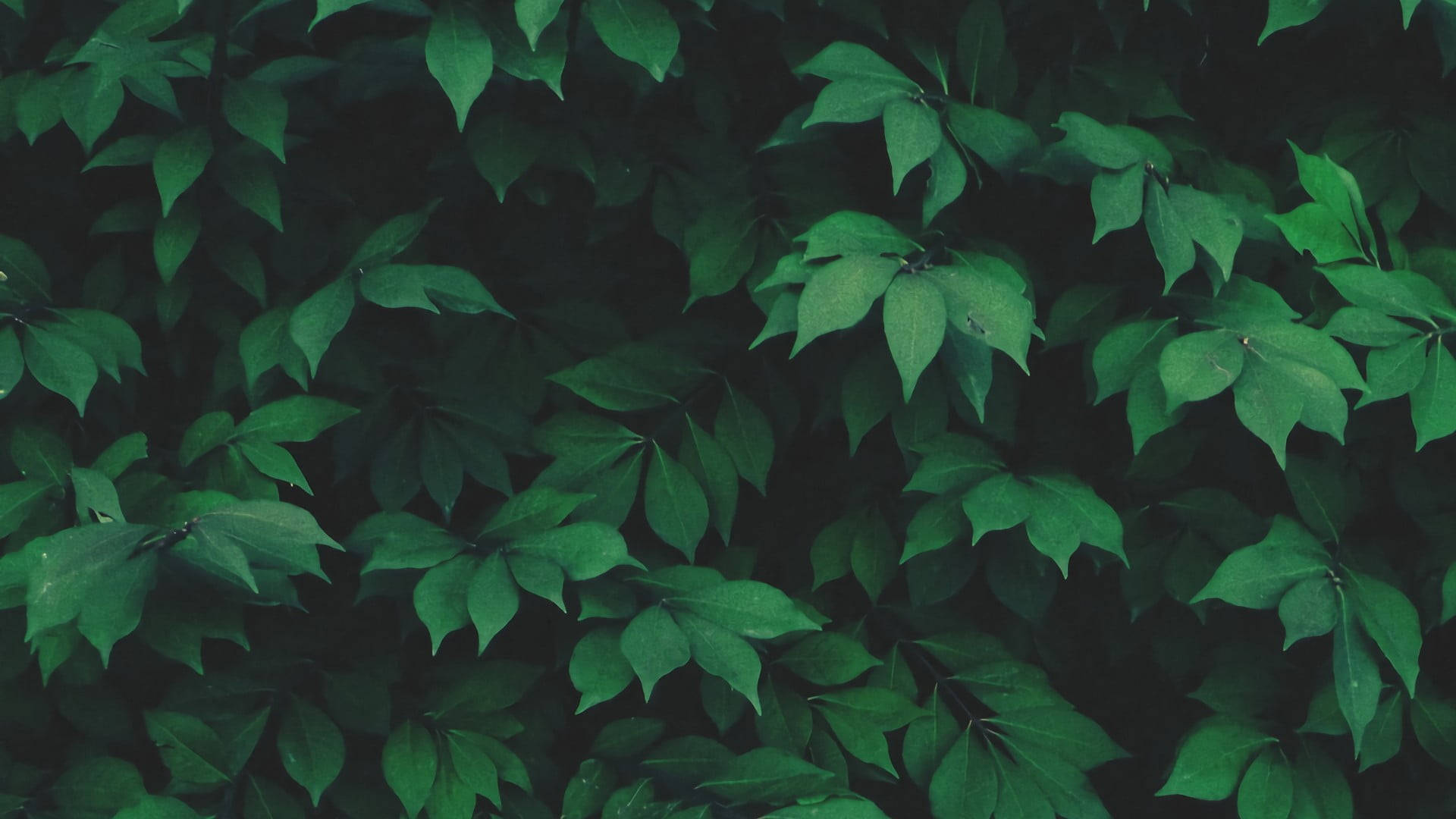 Green Leaves 桌布 壁紙 — 茂密綠葉形成的厚實牆壁，深色陰影創造出豐富紋理的自然圖案。