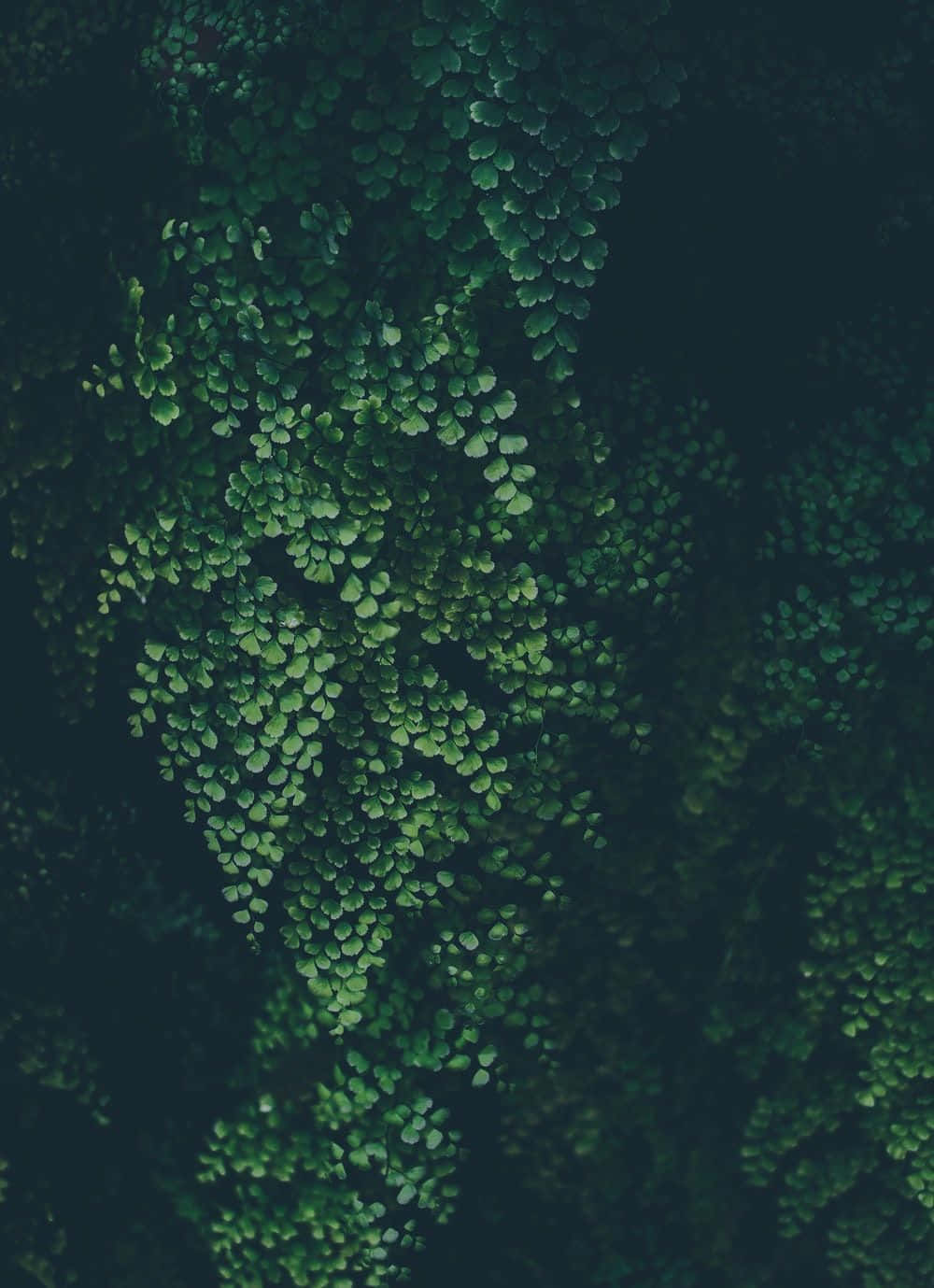 綠色電話 桌布 壁紙 — 茂密翠綠的蕨類葉片在陰暗氛圍背景中層疊展開的特寫。
