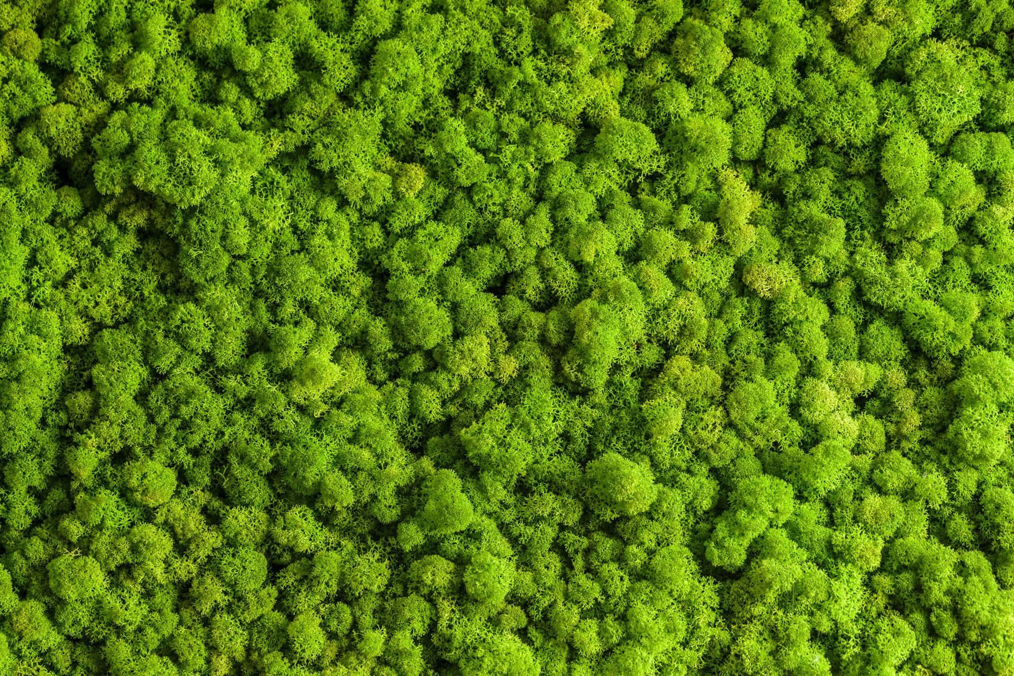 Moss 桌布 壁紙 — 茂密鮮綠色樹冠的鳥瞰圖，形成茂密的森林冠層紋理。