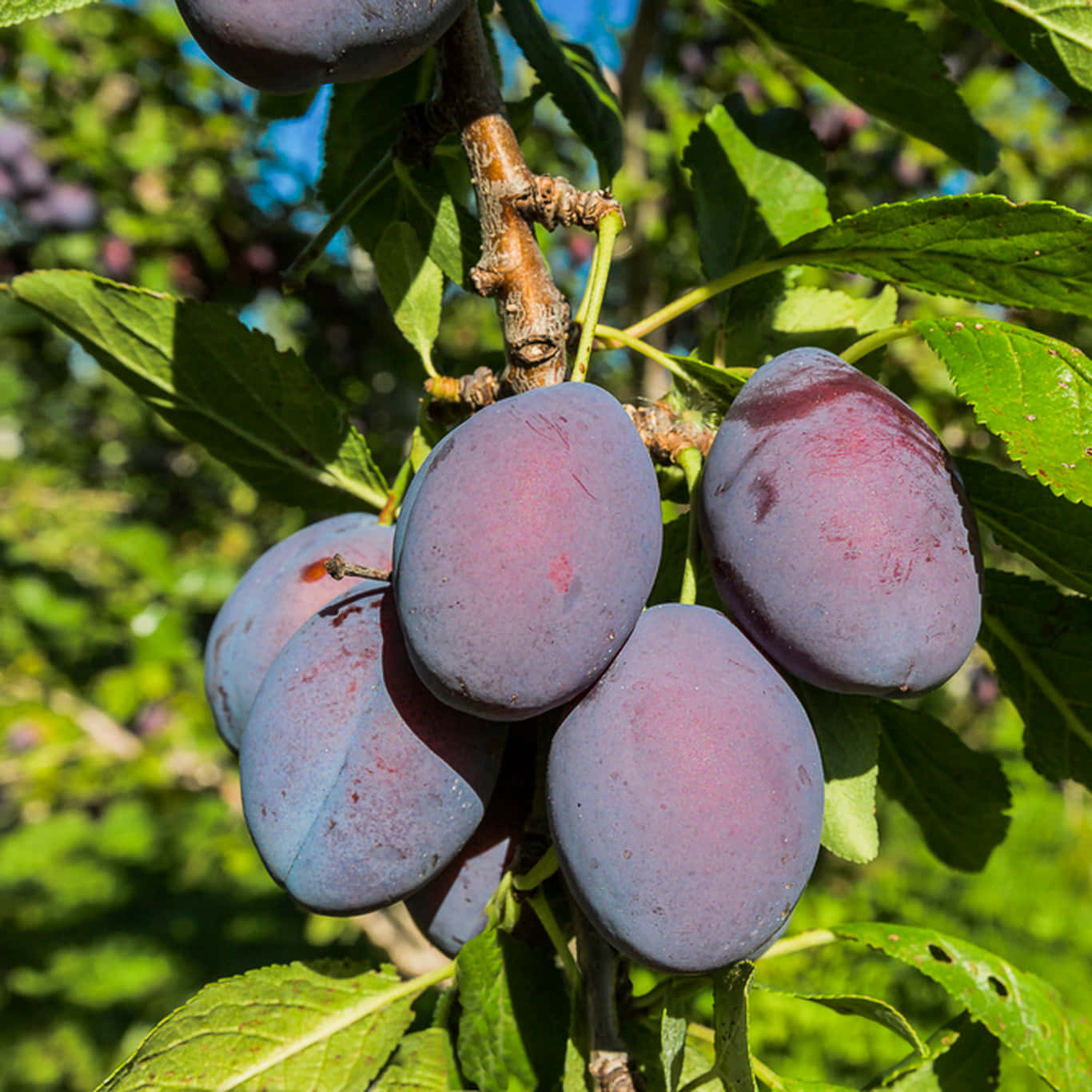 茂盛的 Damson 梅串 壁紙 — 成熟的紫色布冧掛在陽光照耀的樹枝上，周圍環繞著充滿活力的綠葉。