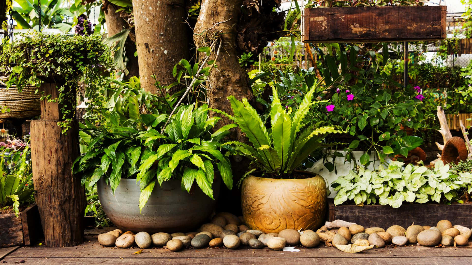 Garden Design 桌布 壁紙 — 茂盛的熱帶植物在陶瓷花盆和木製花盆中，在石砌木甲板上，在斑駁的陽光下茁壯成長。