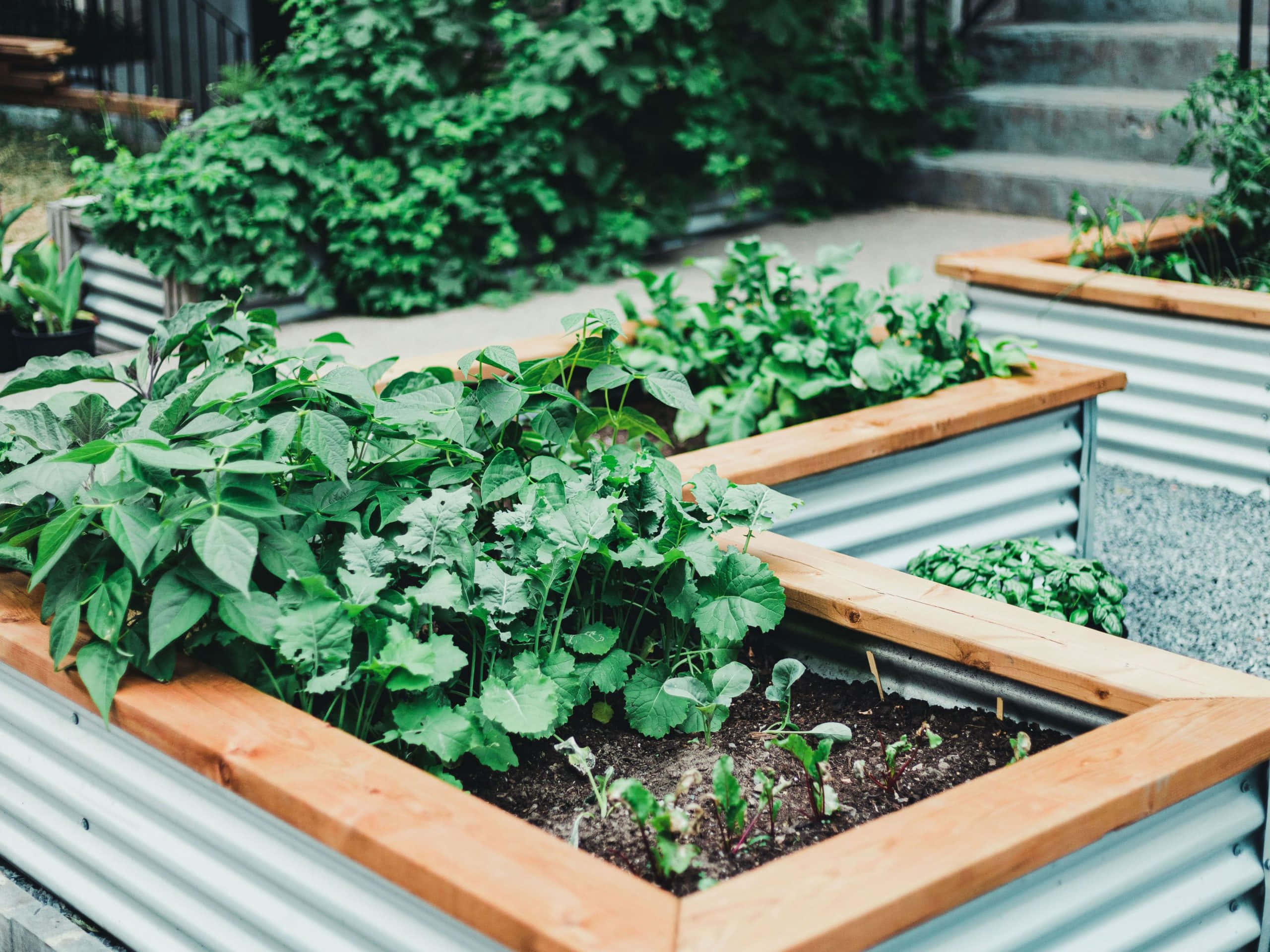 Garden Bed 桌布 壁紙 — 茂盛的綠色葉類植物在石階旁的木框金屬高架花園床中茁壯成長。