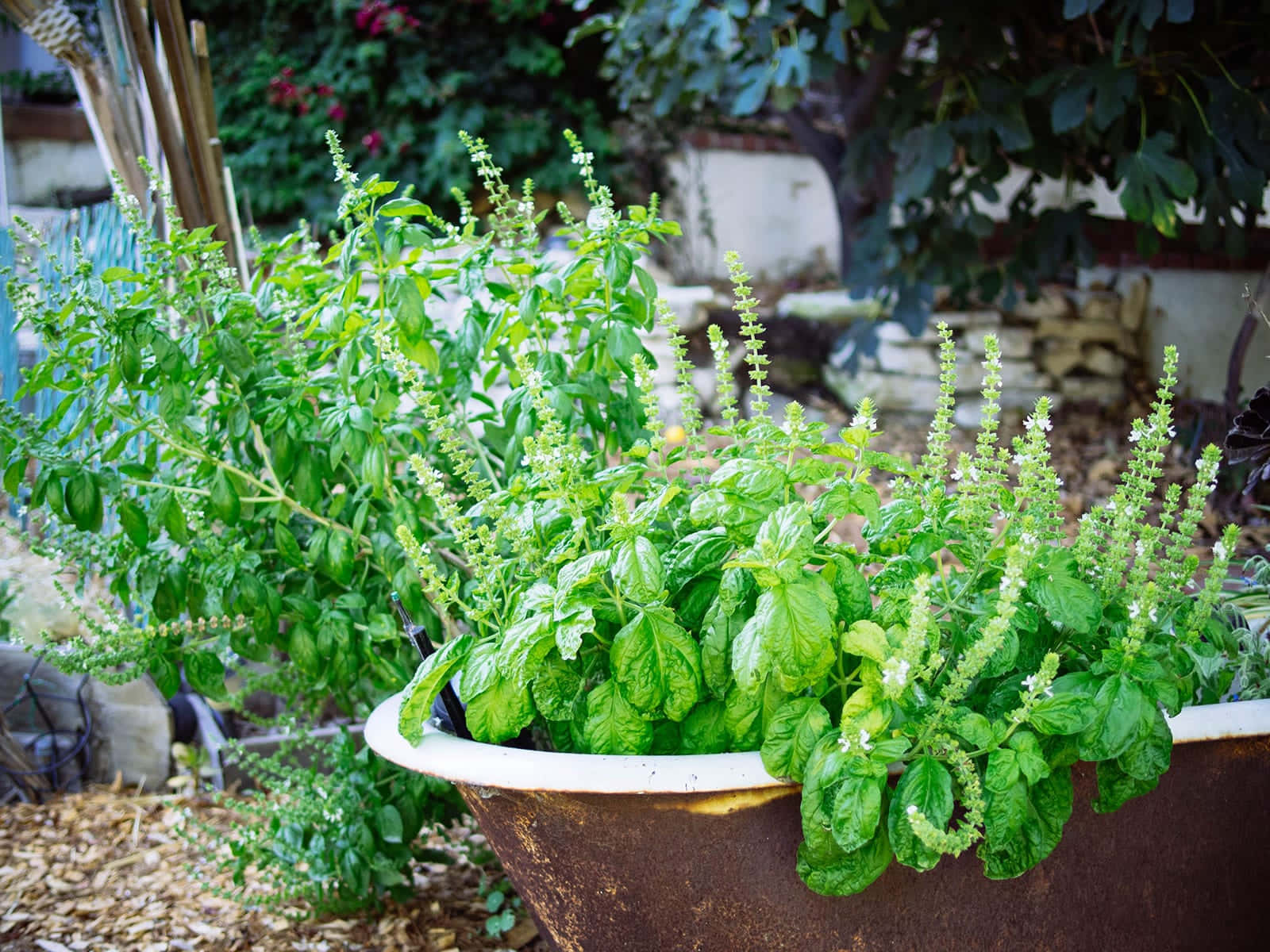 Herb Garden 桌布 壁紙 — 茂盛的羅勒植物在一個風化的金屬花盆中綻放著細小的白色花朵，位於陽光普照的花園中。