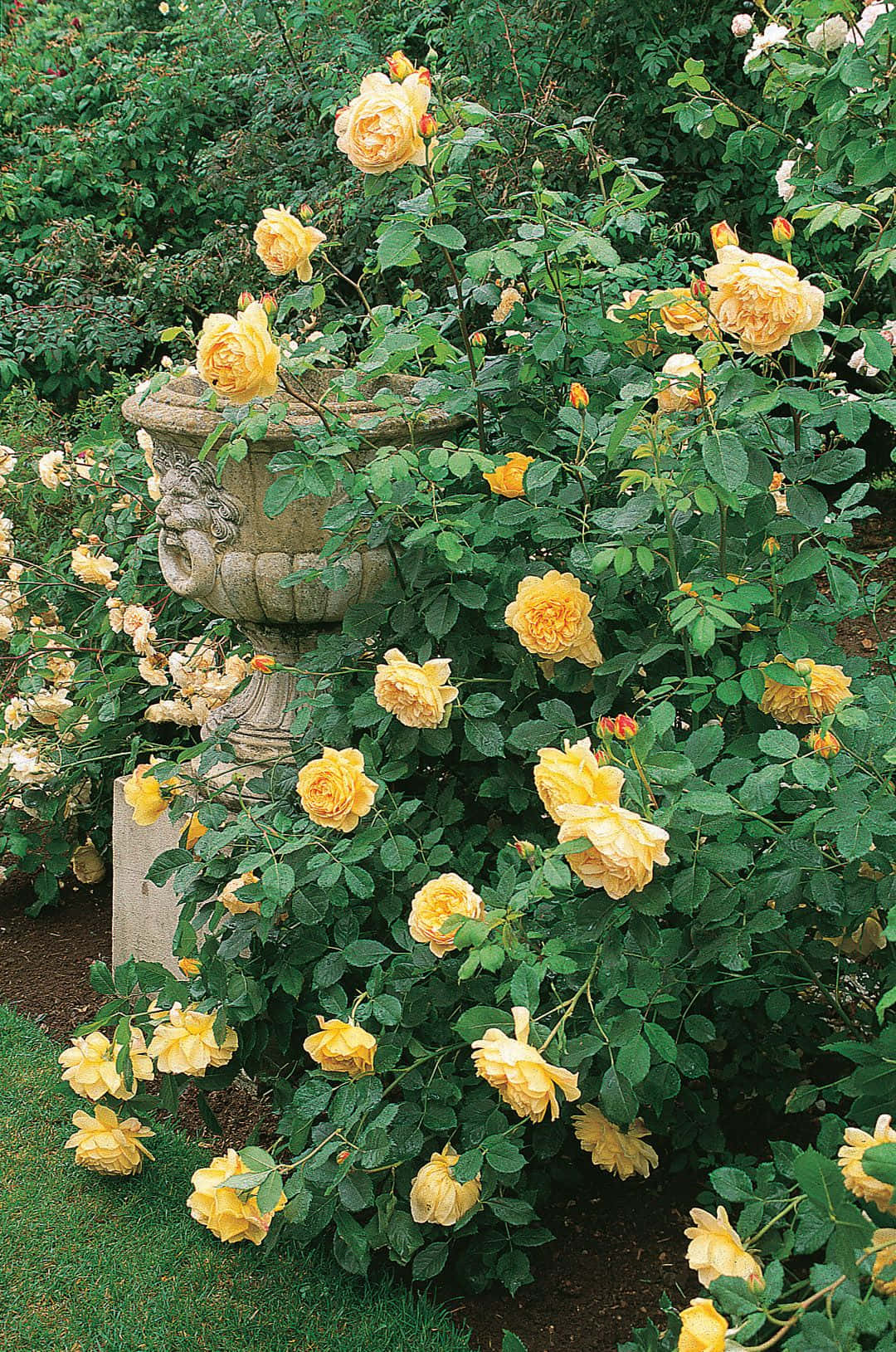 English Rose Garden 桌布 壁紙 — 茂盛的黃玫瑰在翠綠花園環境中，圍繞著一個風化的石甕傾瀉而下。