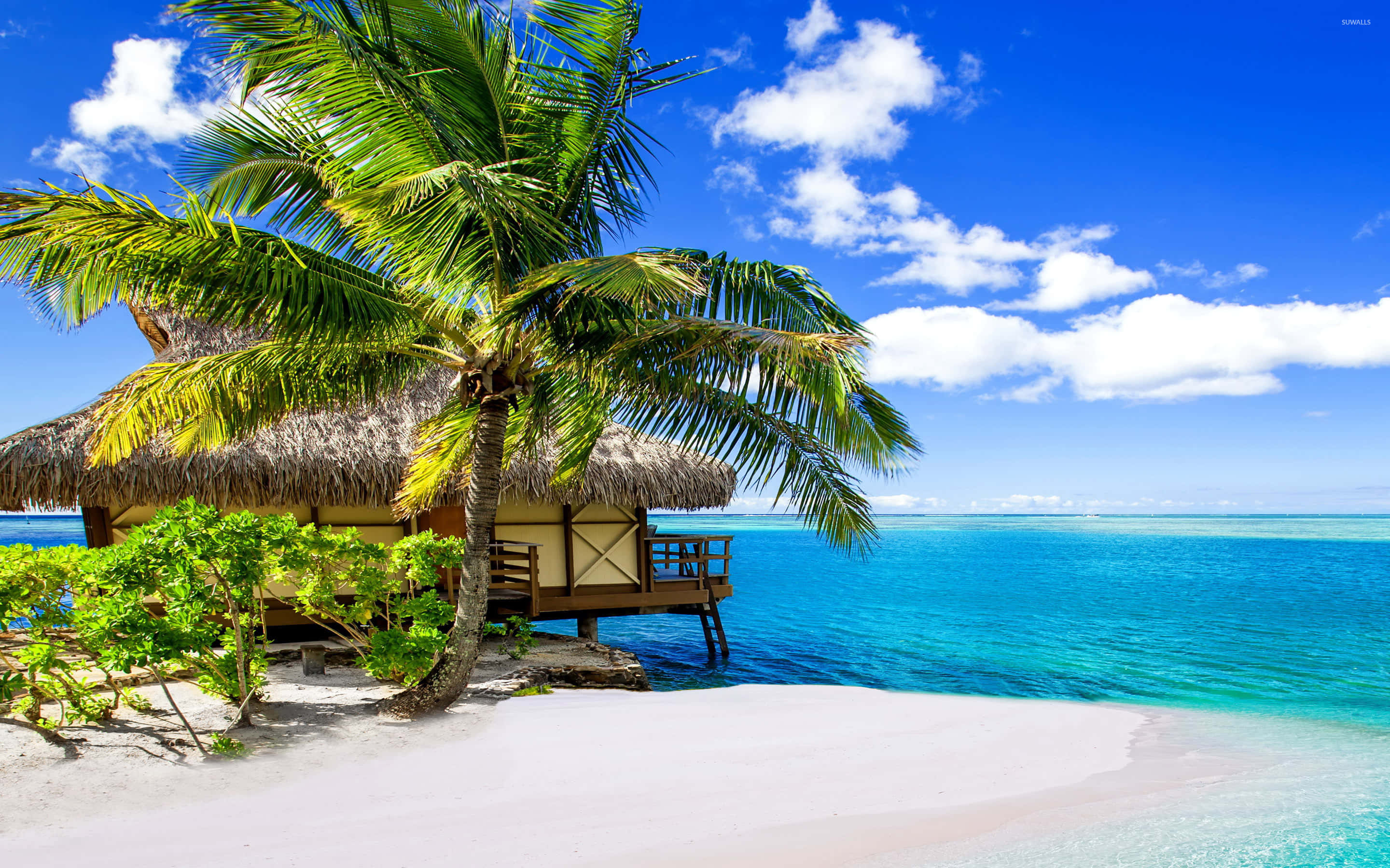 Bora Bora Beach 桌布 壁紙 — 茅草屋頂水上平房，隱藏在茂密的棕櫚樹下，位於純淨的白色沙灘上，伴隨著碧綠的海洋和明亮的藍天。