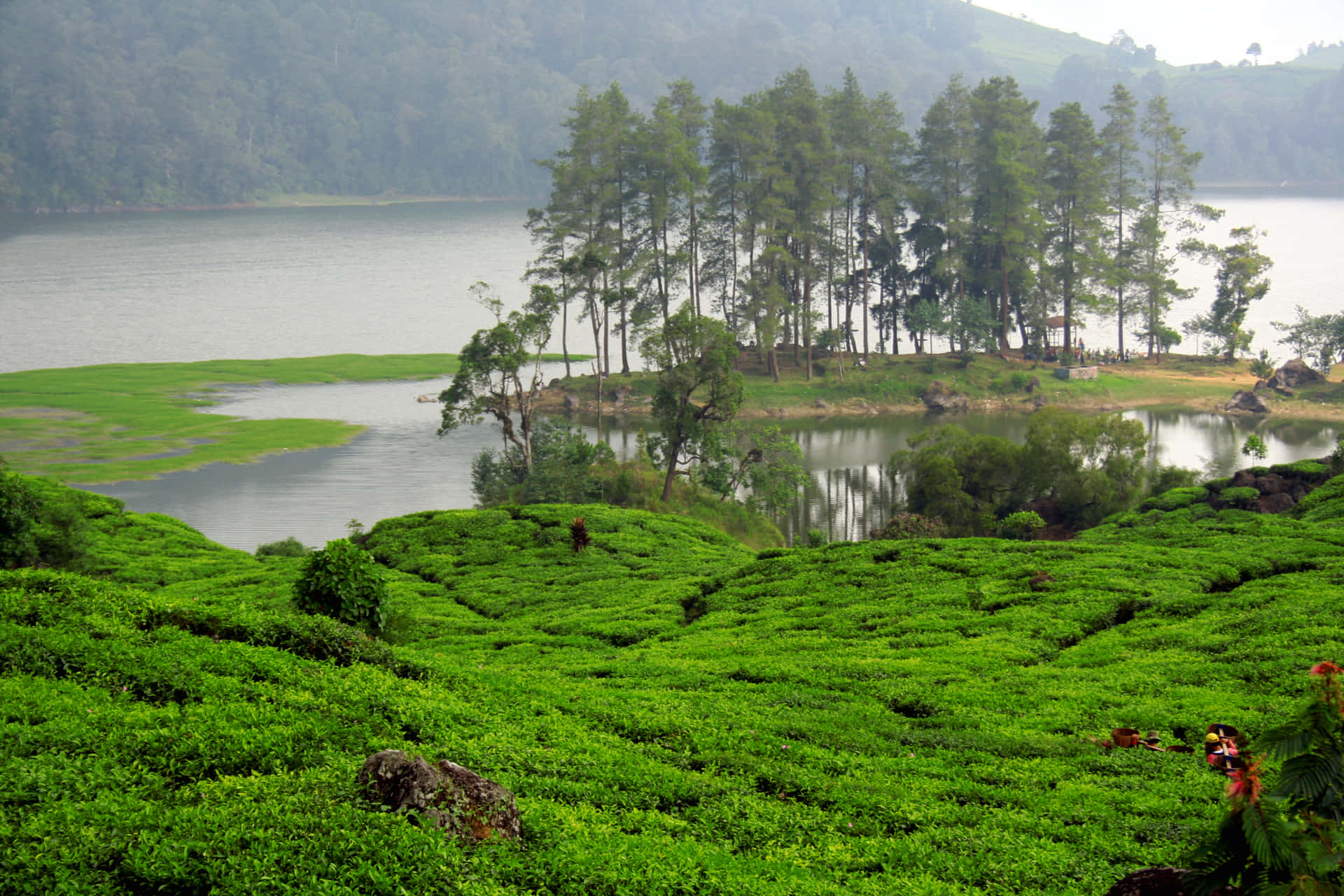 茶園中的湖泊 壁紙 — 廣闊的翠綠茶園沿著山坡層層疊疊地流向一個平靜的湖泊，湖邊環繞著高大的常綠樹。