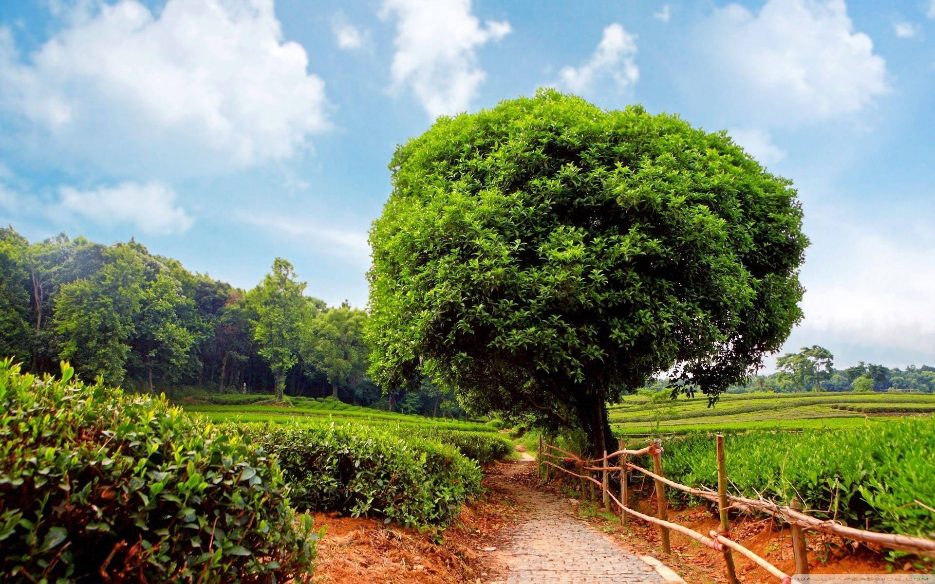 一條石徑在藍天下蜿蜒穿過茶園，旁邊有一棵大綠樹。