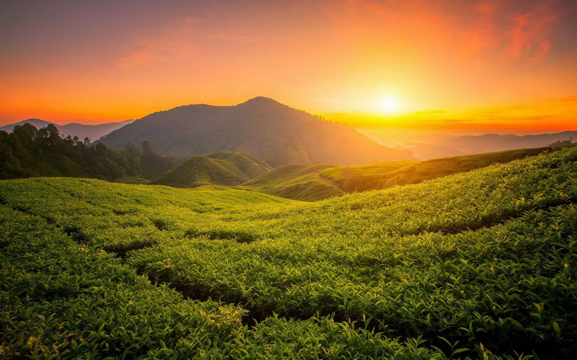 夕陽下起伏的綠色茶園，背景有山巒。