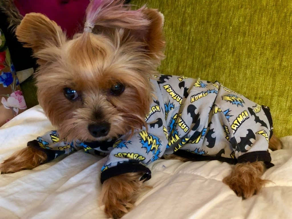 茶杯約克夏犬享受陽光 壁紙 — 一隻細小的約克夏㹴穿著蝙蝠俠睡衣，躺在白色床罩上，後面是綠色紋理床頭板。