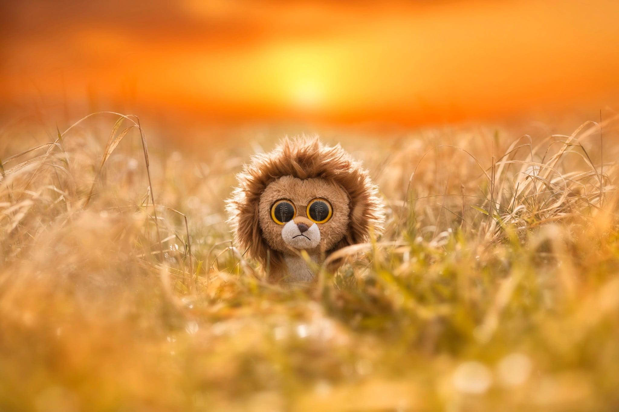 草原上的Beanie Boos獅子 壁紙 — 一隻毛絨獅子玩具在溫暖的日落天空下，從金色草叢中探出頭來，散發著橙色的光芒。