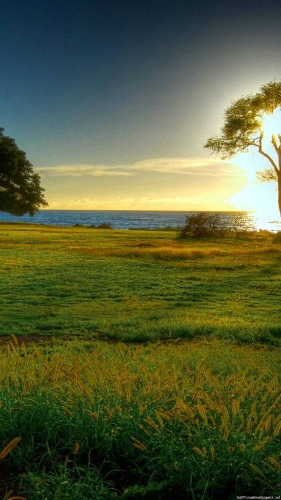 草原自然 iPhone 背景 壁紙 — 夕陽將草地和海洋沐浴在金色光芒中，樹木的剪影勾勒出地平線。