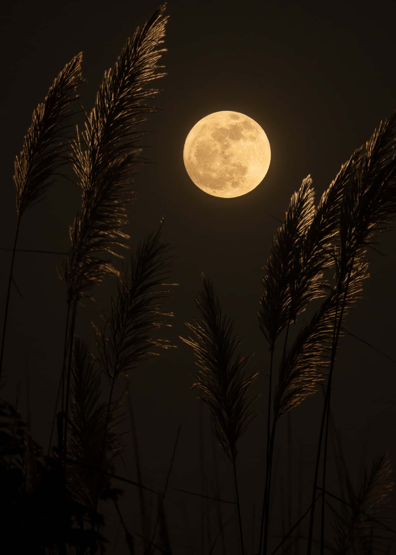 草叢間的清涼滿月 壁紙 — 一輪明亮的滿月在黑夜中高聳蘆葦的剪影後方發光。