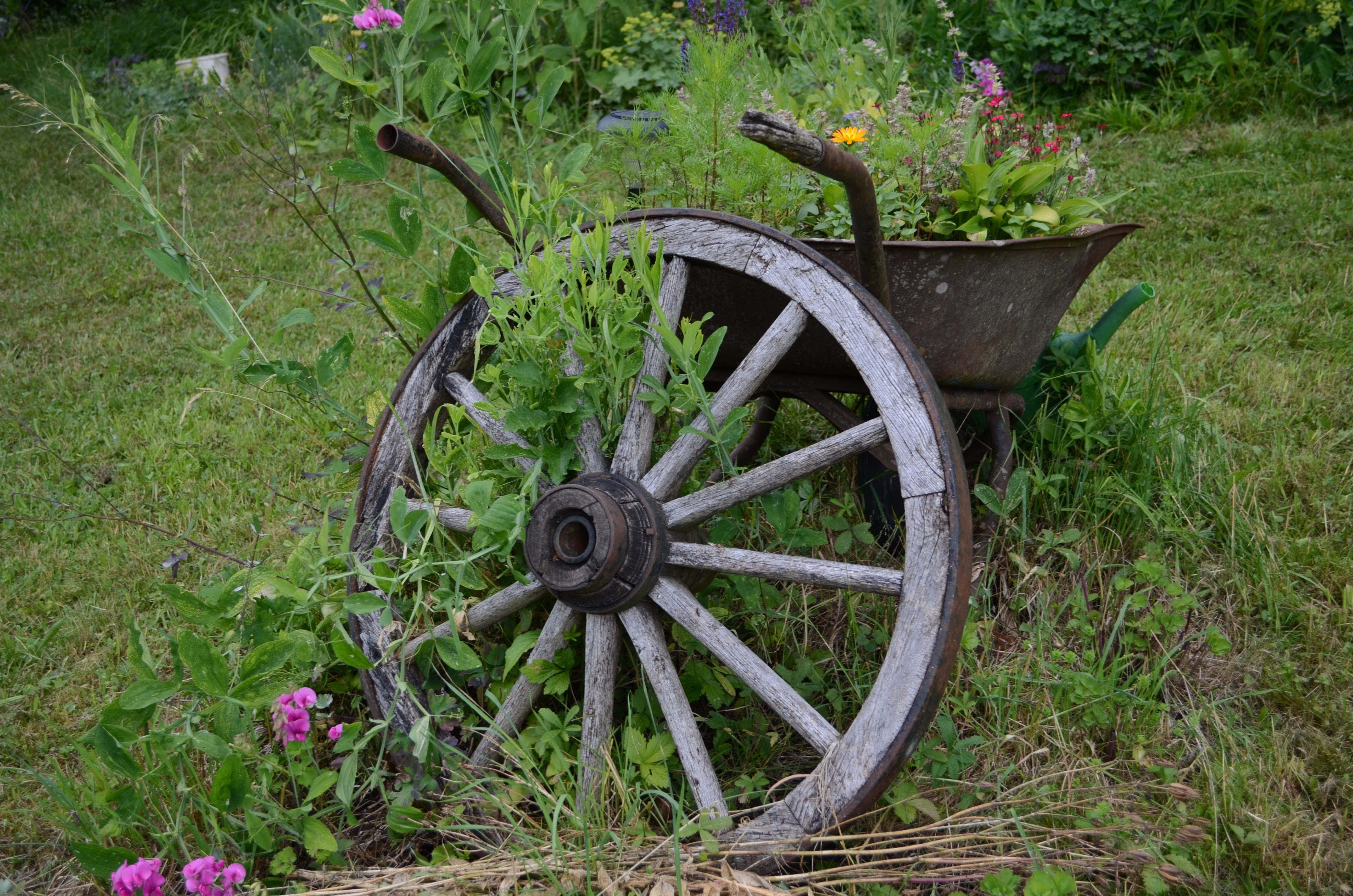 Flower Cart 桌布 壁紙 — 草地上一個古老的木製馬車輪和生鏽的獨輪車，長滿了野花和綠植。