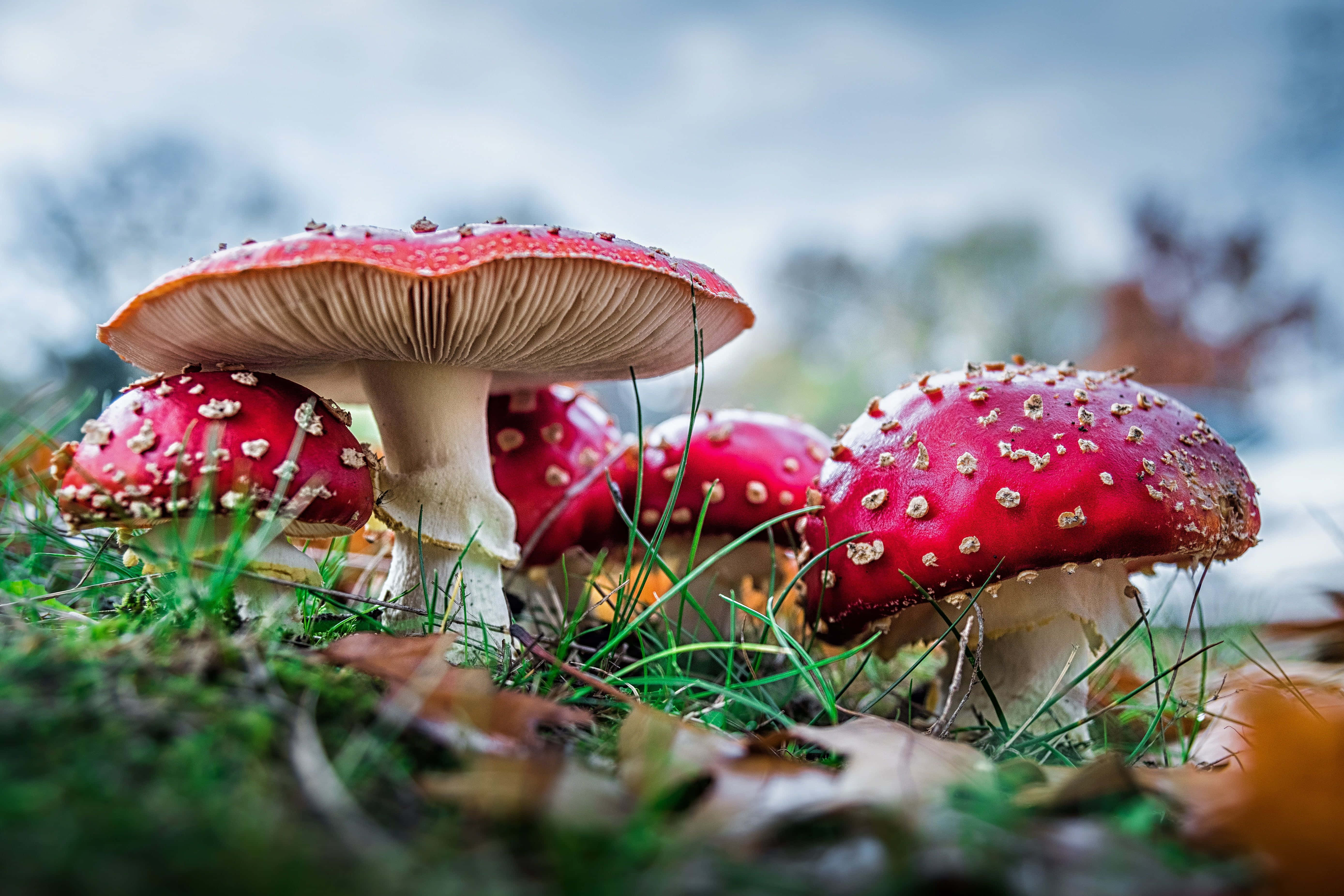 草地上帶葉子的紅色蘑菇 壁紙