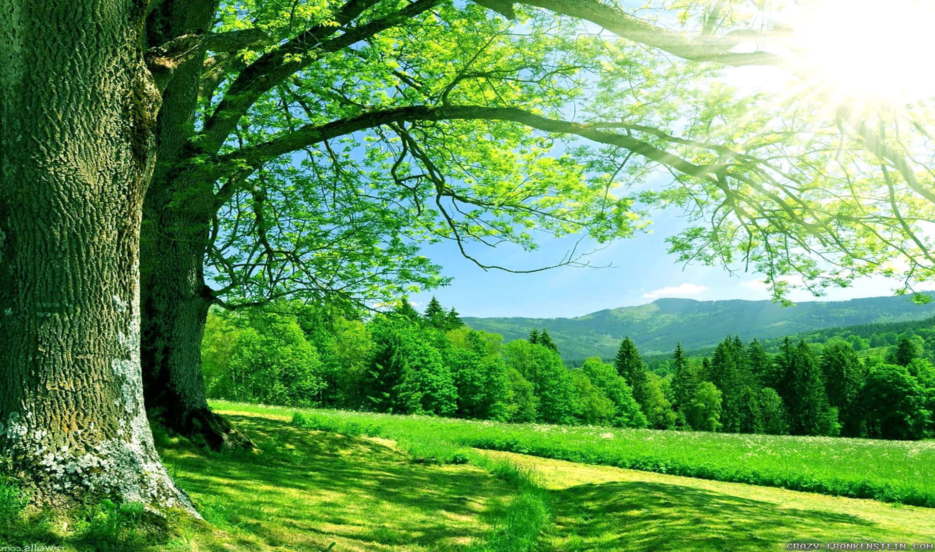草地上樹枝與陽光 壁紙 — 一棵雄偉的古樹，枝葉繁茂，框住了陽光普照的草地，通往遠處樹木繁茂的山丘，天空湛藍清澈。