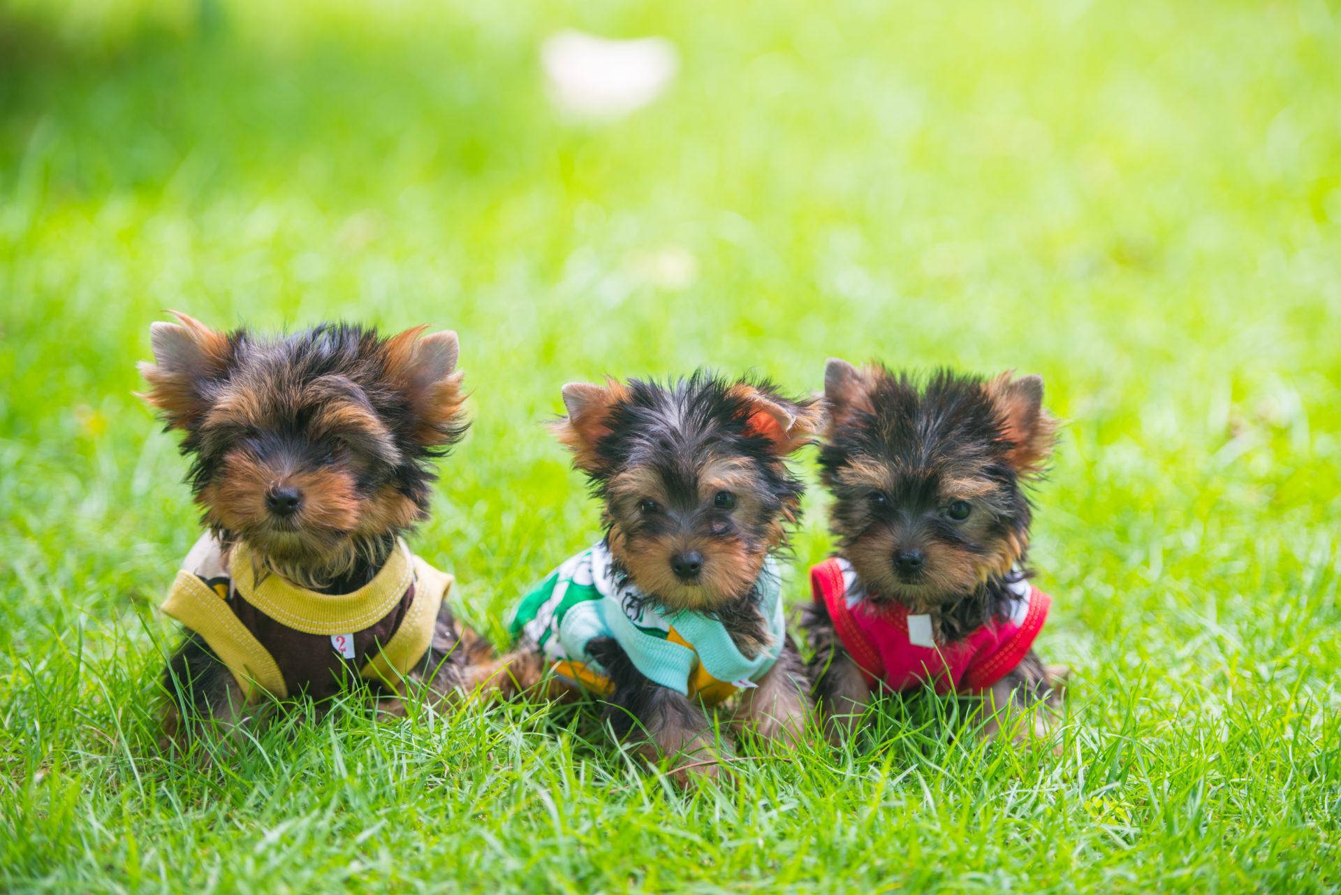 草地上的三隻約克夏幼犬 壁紙 — 三隻可愛嘅約克夏㹴幼犬穿著色彩繽紛嘅服裝，一齊坐喺充滿活力嘅綠色草地上。