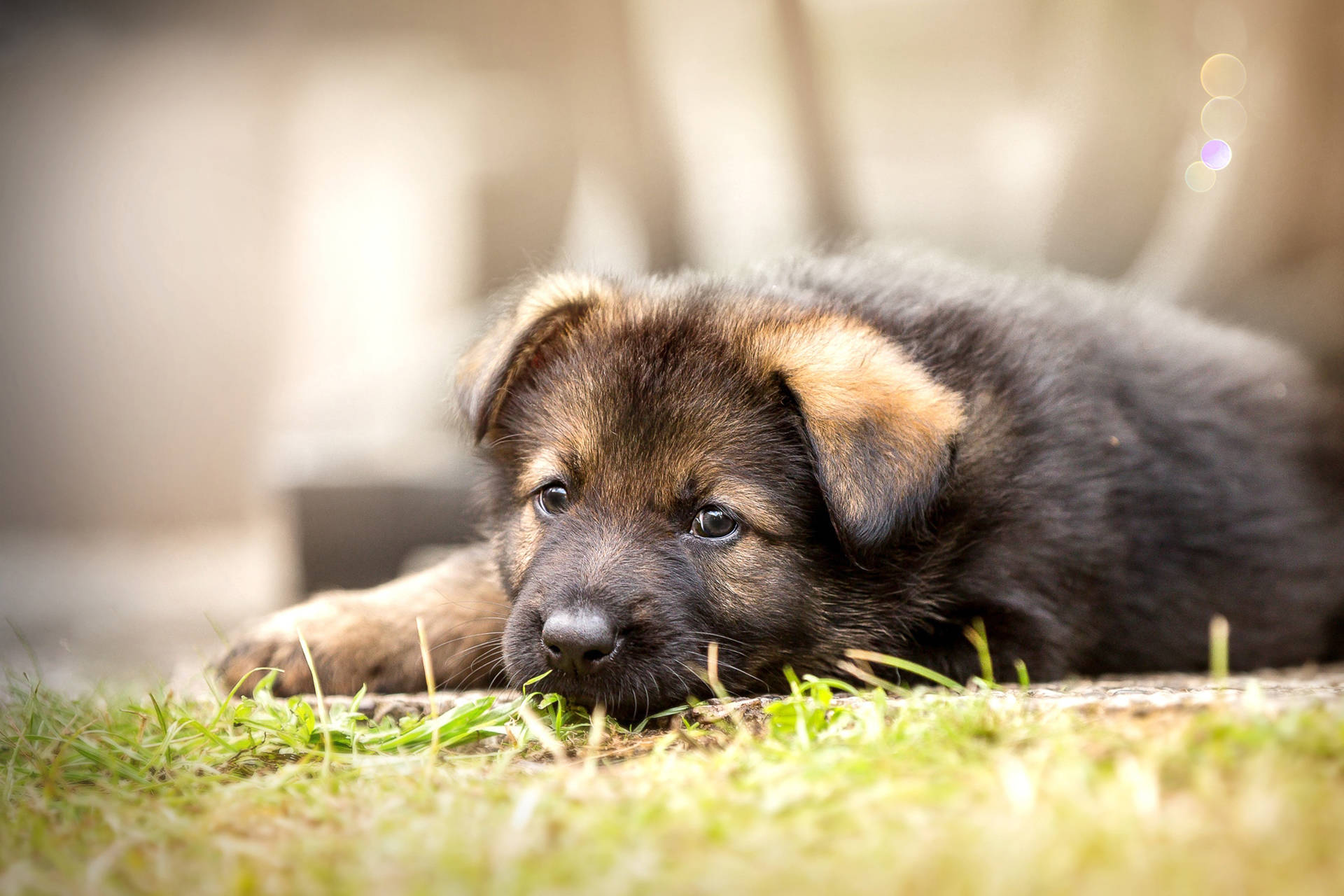 草地上的可愛德國牧羊犬幼犬 壁紙 — 一隻年輕的德國牧羊犬幼犬，擁有深色毛髮和棕褐色斑紋，在柔和的陽光下安詳地躺在充滿活力的綠色草地上。