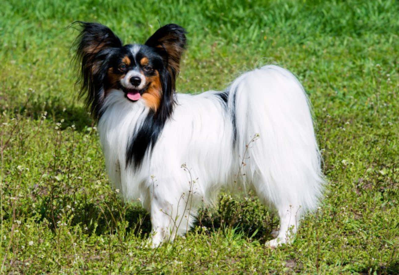 草地上的微笑巴比龍犬圖片 壁紙 — 一隻毛茸茸黑白相間、耳朵大大的蝴蝶犬在陽光明媚的綠色草地上警覺地站立。