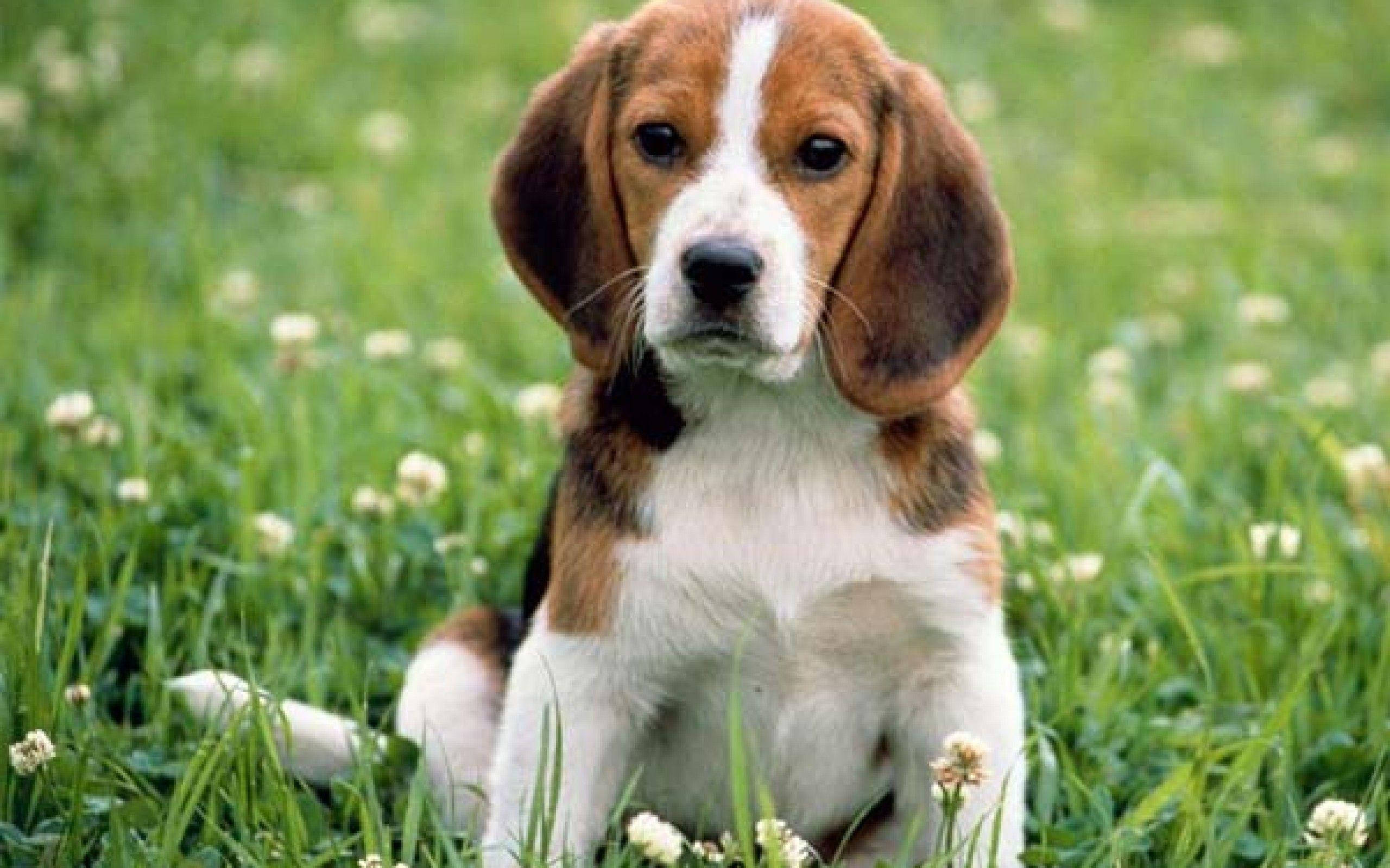 草地上的比格犬 壁紙 — 一隻年輕的比格犬幼犬，毛色棕白相間，專注地坐在陽光明媚、點綴著白色三葉草花的綠色草地上。