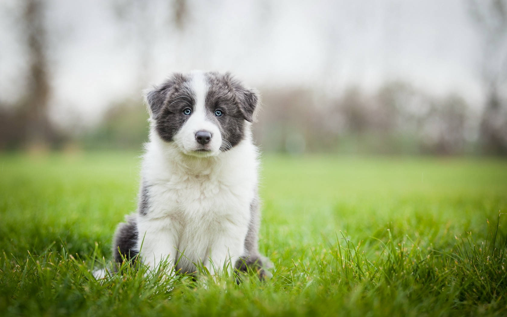 草地上的藍色邊境牧羊犬幼犬 壁紙 — 一隻毛茸茸的藍眼邊境牧羊犬幼犬，專注地坐在鮮綠色的草地上，背景柔和模糊。