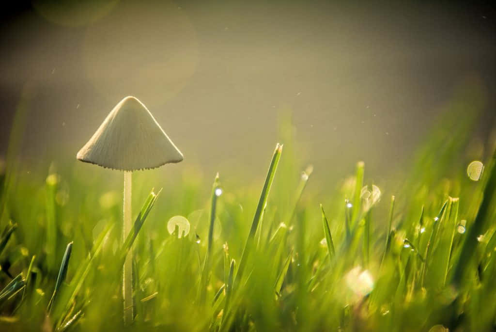 草地上的蘑菇帶有水珠 壁紙