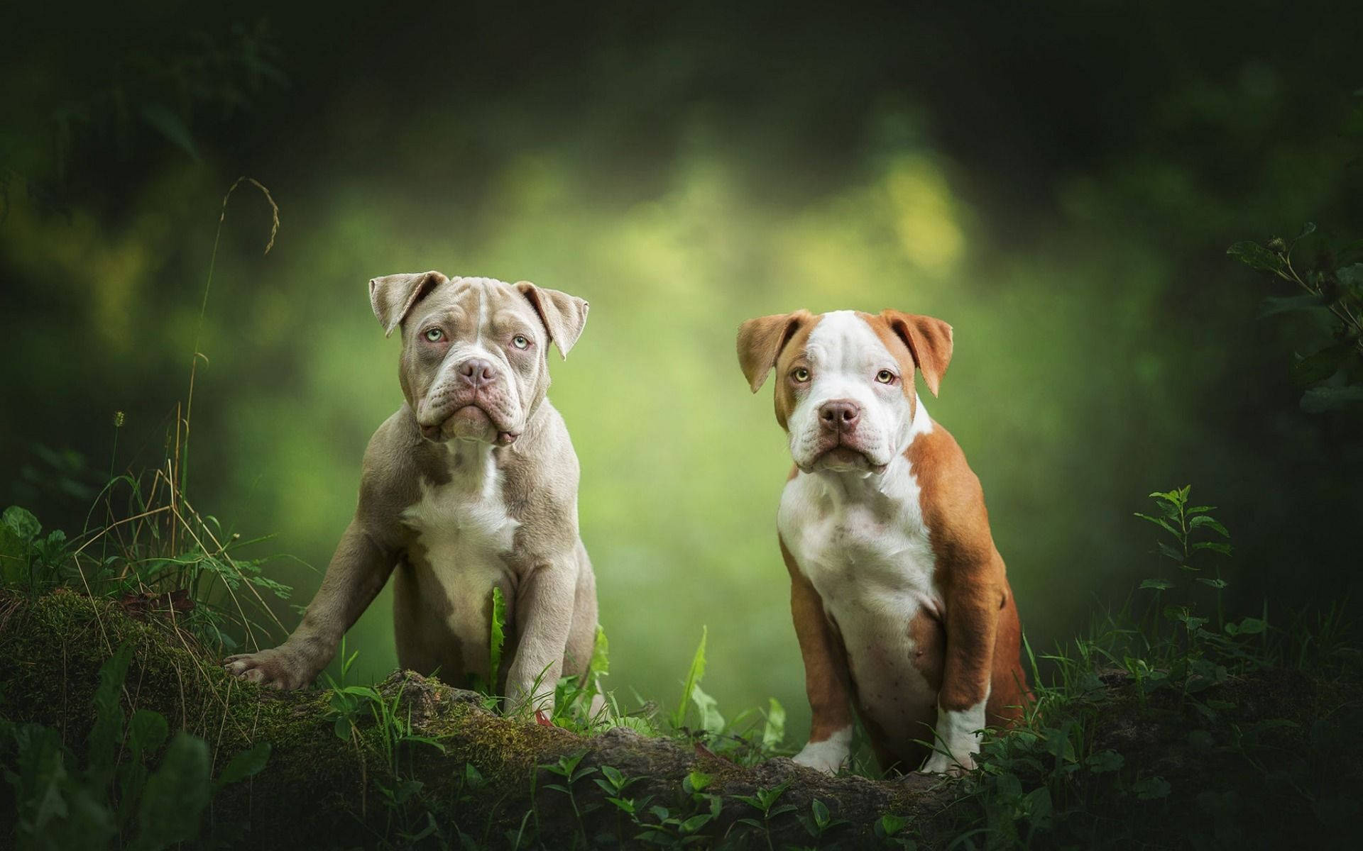 草地上的鬥牛犬幼犬 壁紙 — 兩隻表情豐富嘅比特犬幼崽警覺咁坐喺茂密綠色森林空地嘅一塊長滿苔蘚嘅木頭上。