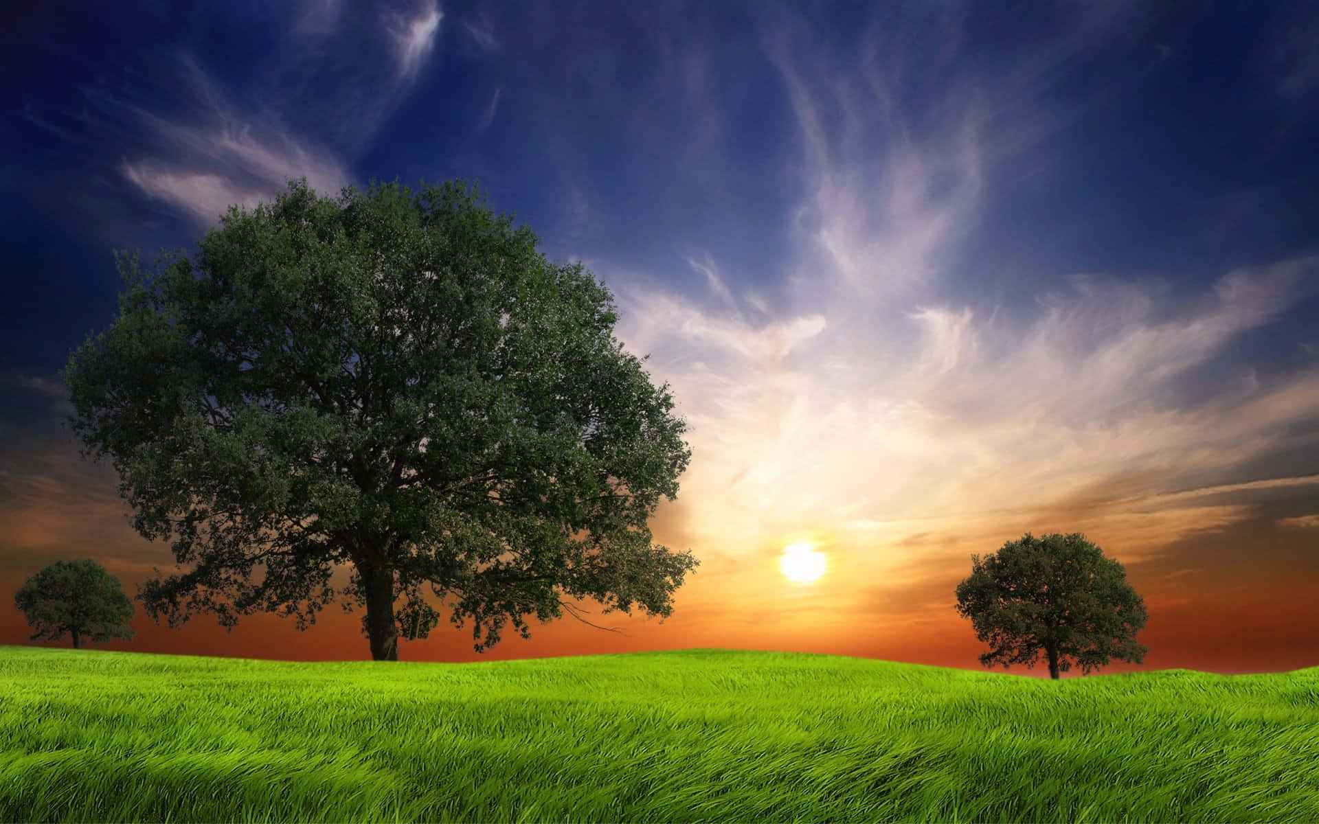 草地樹林與夕陽天空背景 壁紙 — 一棵孤獨雄偉的樹木矗立在充滿活力的綠色山丘上，夕陽在它身後落下，將溫暖的光芒灑向天空。
