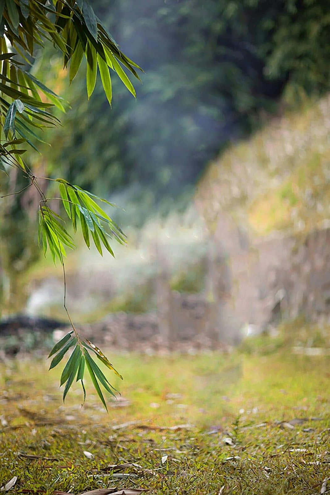 竹葉懸垂在長滿苔蘚的森林地面上方，柔和陽光穿過葉隙。