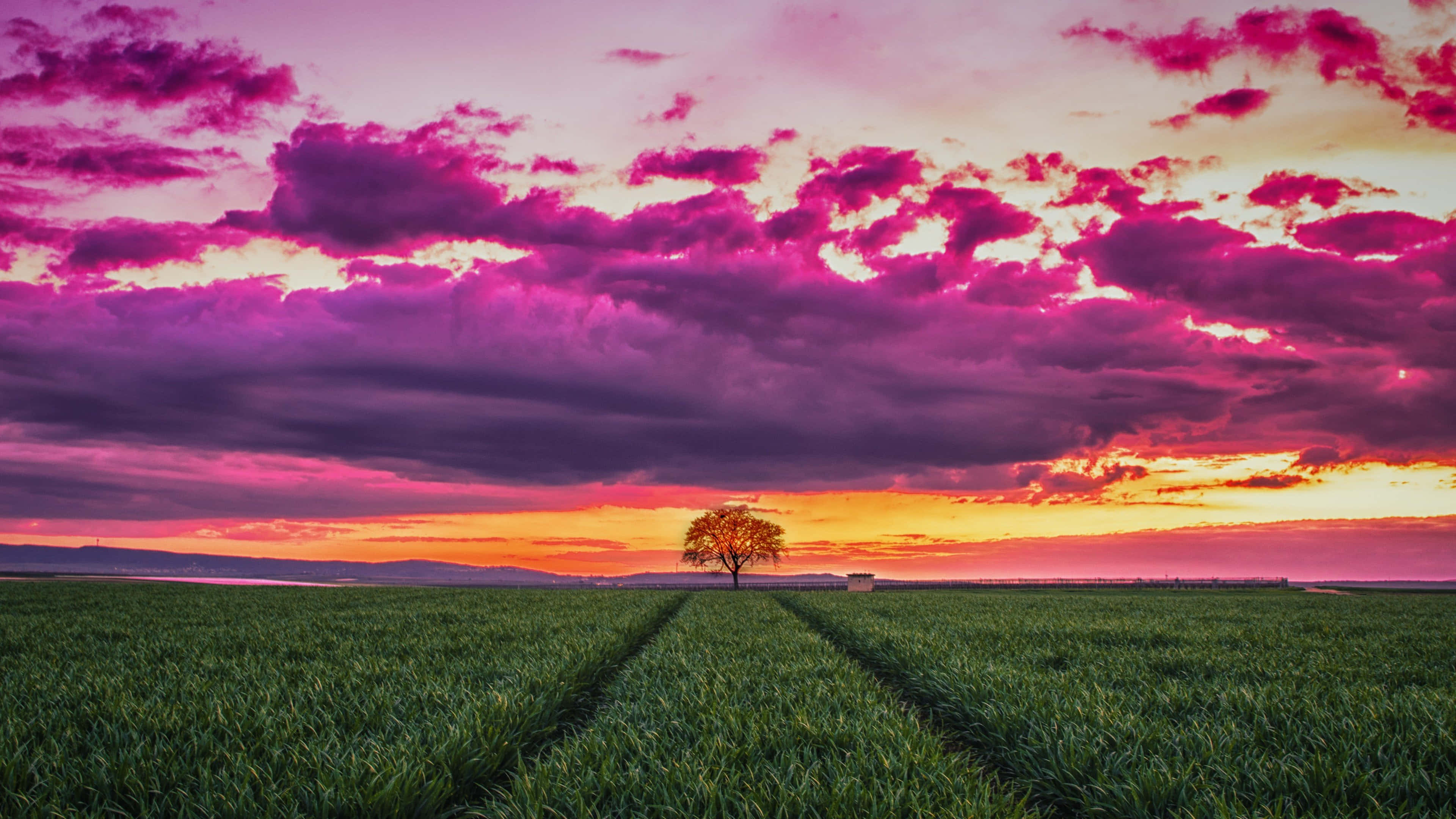草地與紫霞夕陽天空背景 壁紙 — 一棵孤獨的樹矗立在廣闊的綠色田野上，天空是戲劇性的粉紅色和橙色日落。