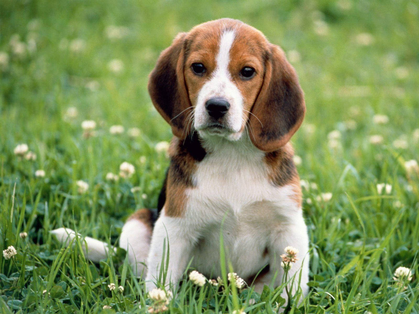一隻比格犬幼犬坐在有白色三葉草花的草地上。