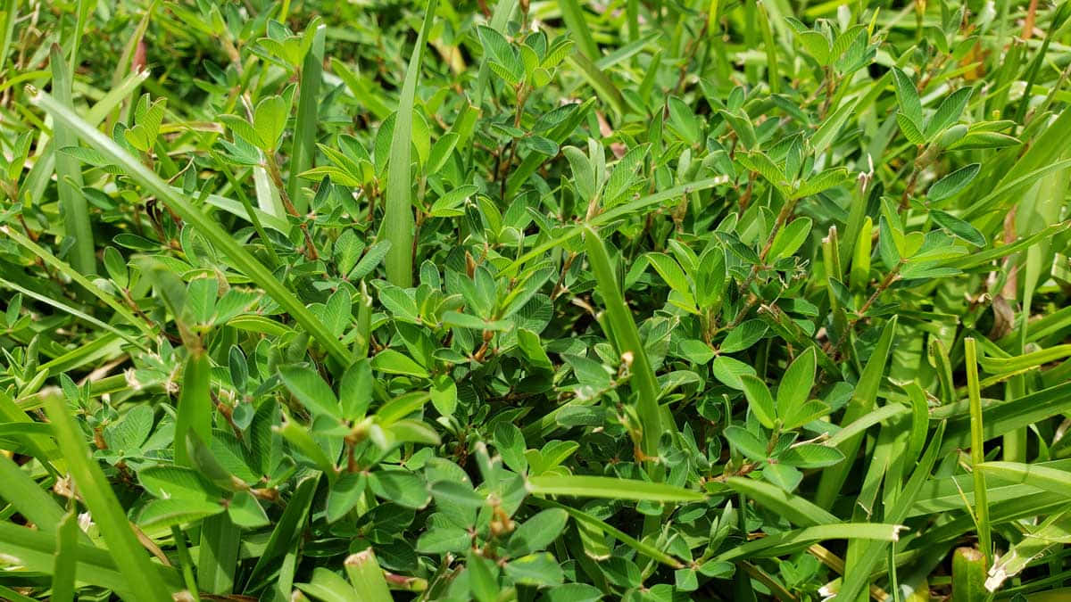 陽光下生長的密集綠色草地和三葉草叢。