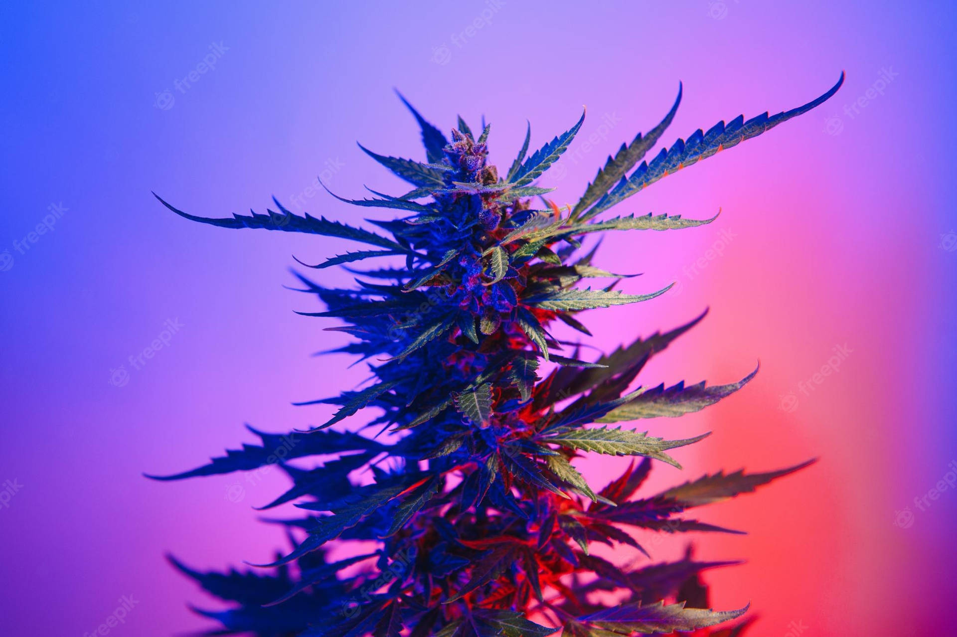 在工作室環境中，被藍色和粉紅色霓虹燈照亮的大麻植物。
