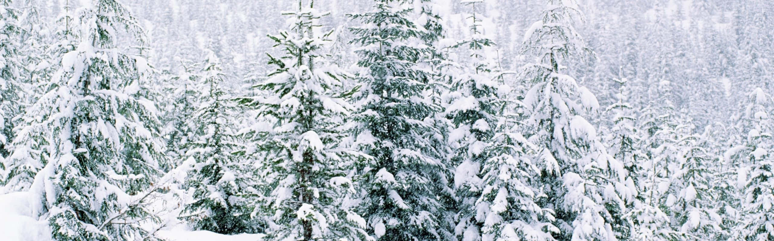 白雪覆蓋的松樹，在寧靜的冬季森林中。