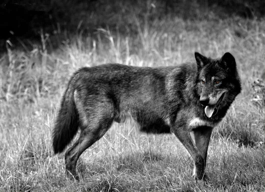 荒野中的壯麗 Timber Wolf 壁紙 — 一頭孤獨的狼在長草中警覺地站著，舌頭伸出，以引人注目的黑白影像捕捉，毛髮紋理分明，眼神銳利。