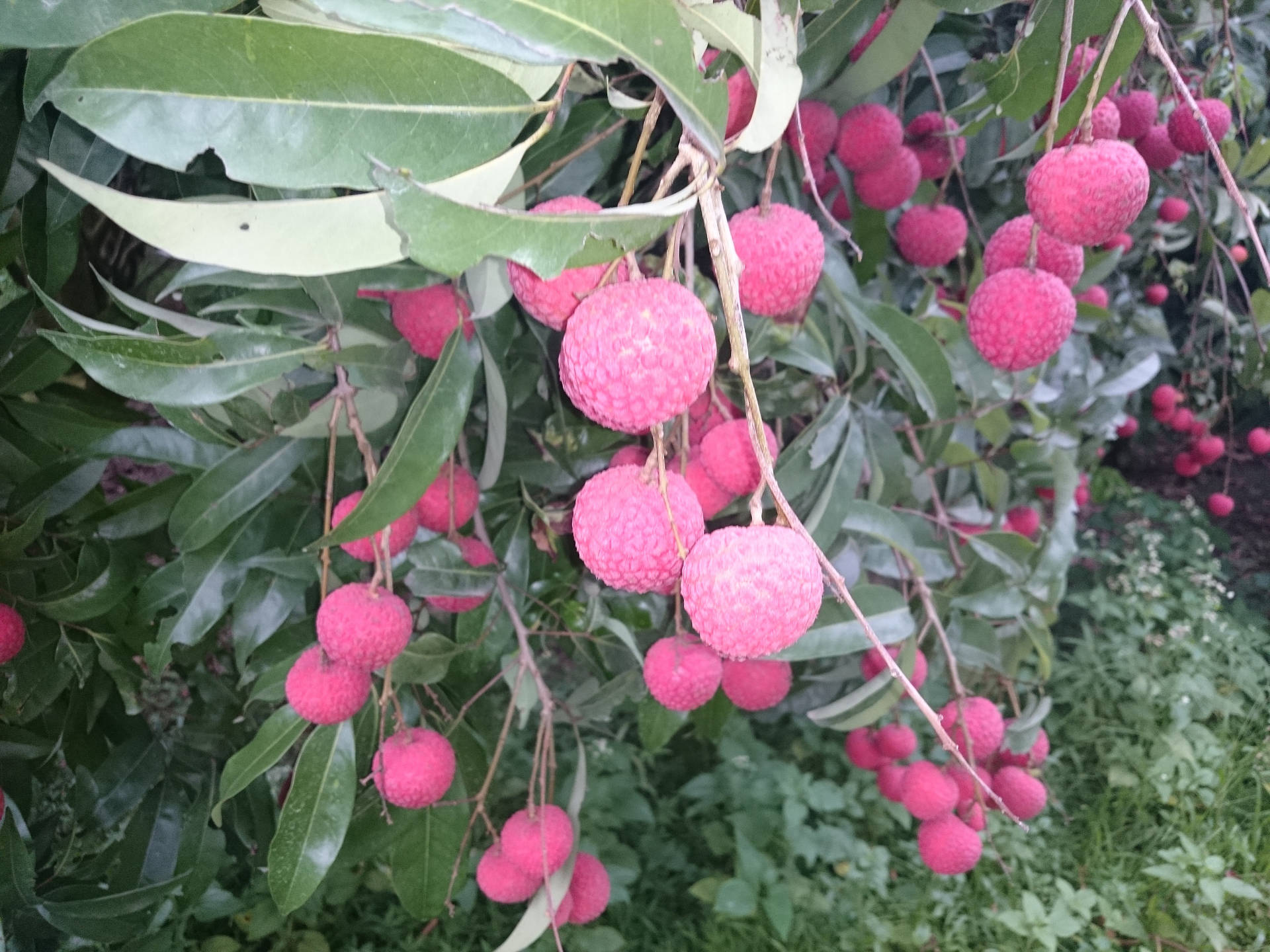成熟的粉紅色荔枝掛在茂密果園的綠色樹枝上。