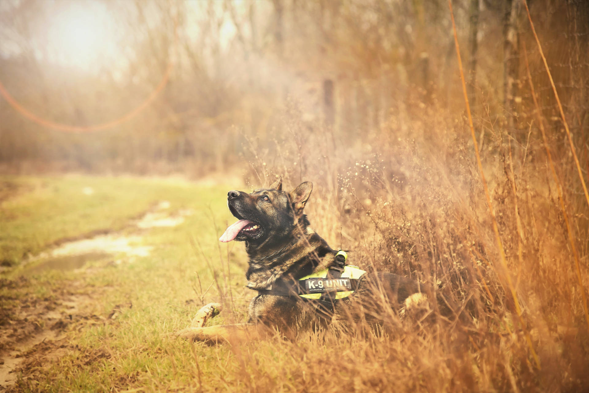 德國牧羊犬警犬穿著K9背心在森林小徑附近的高草叢中休息。