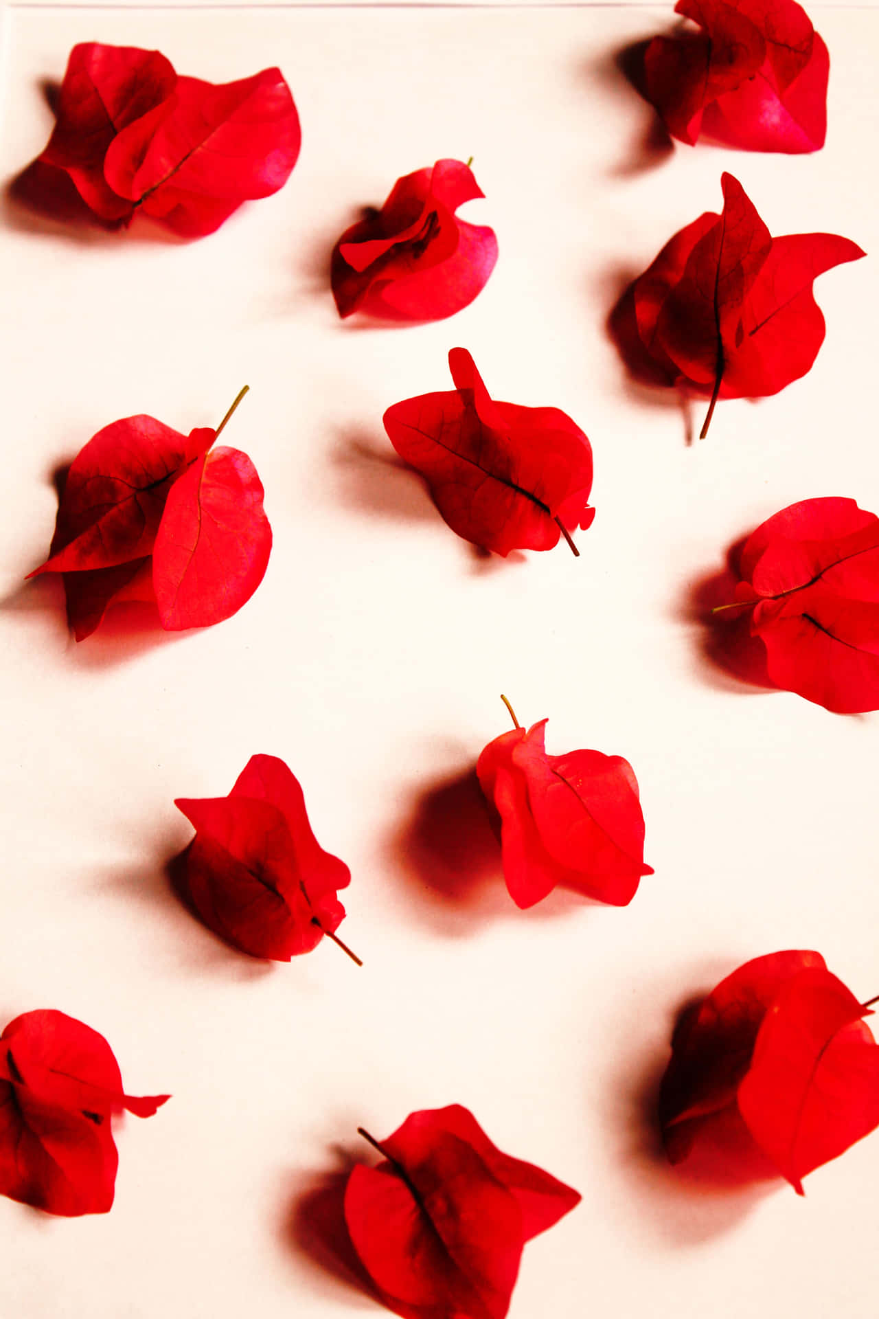 紅色三角梅花瓣排列在奶油色表面上，帶有柔和陰影。